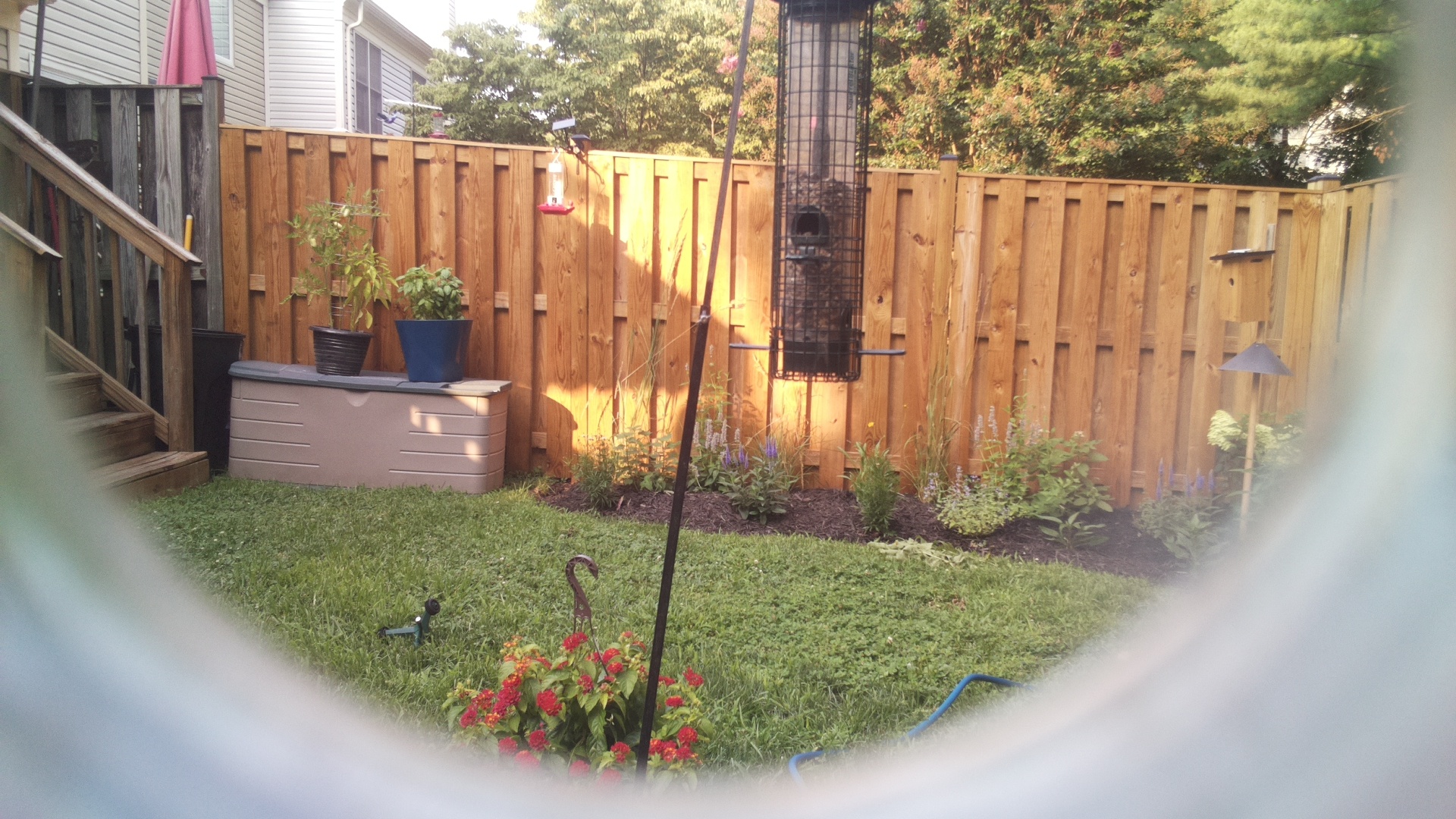 Likely Blackbird/Grackle