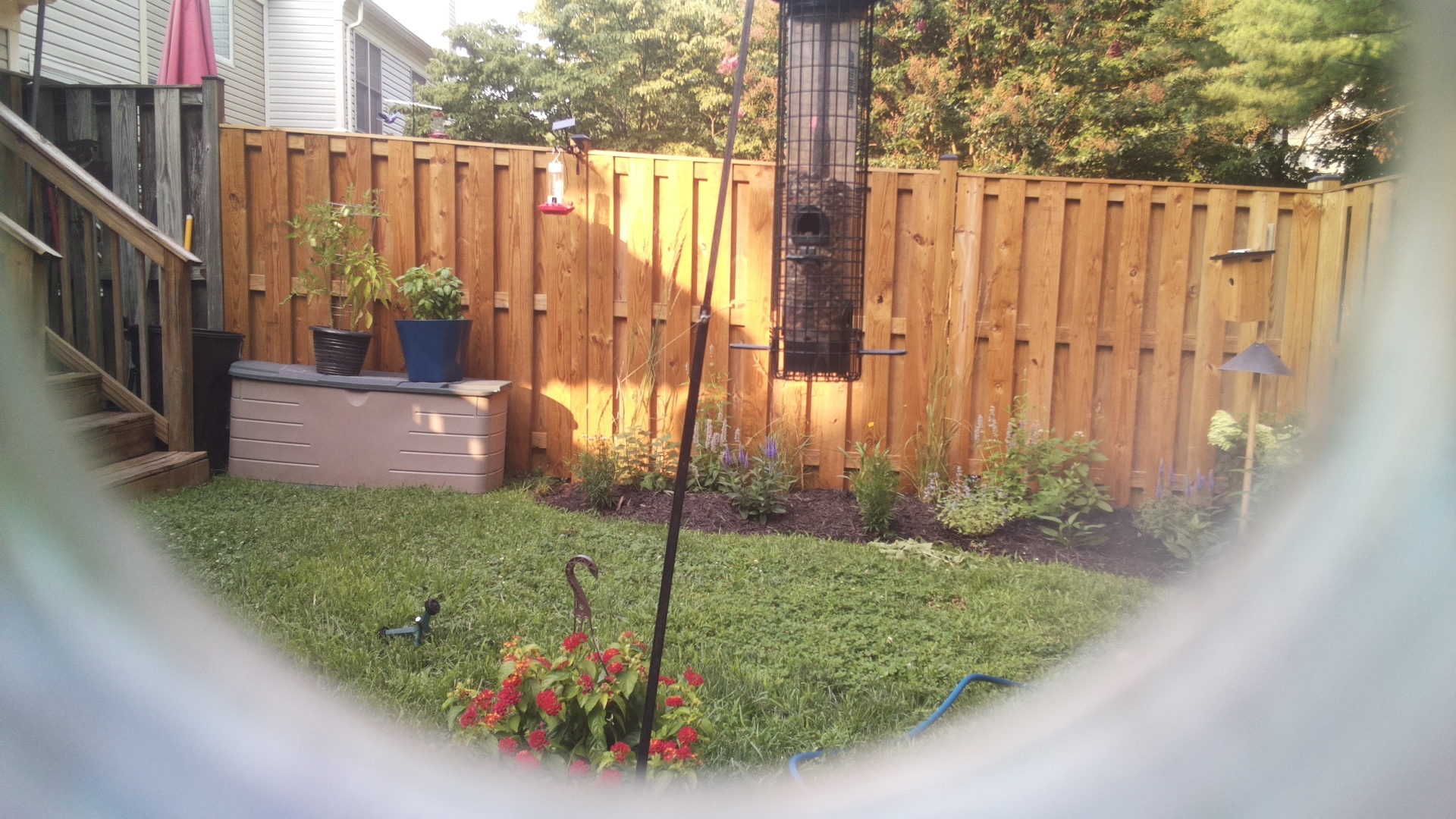 Likely Blackbird/Grackle