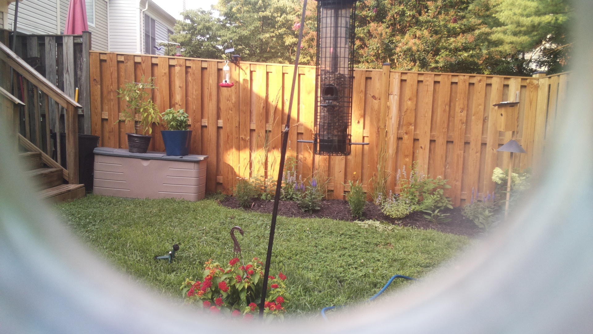 Likely Blackbird/Grackle