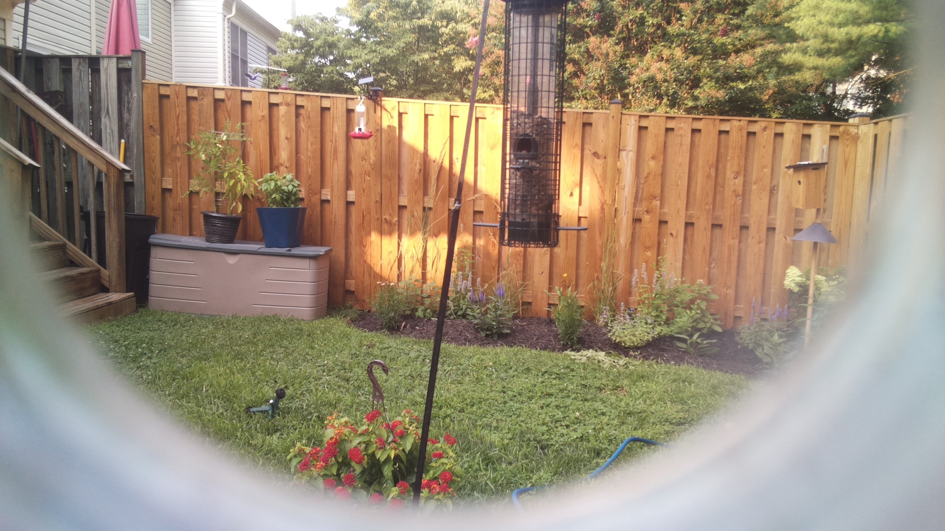 Likely Blackbird/Grackle