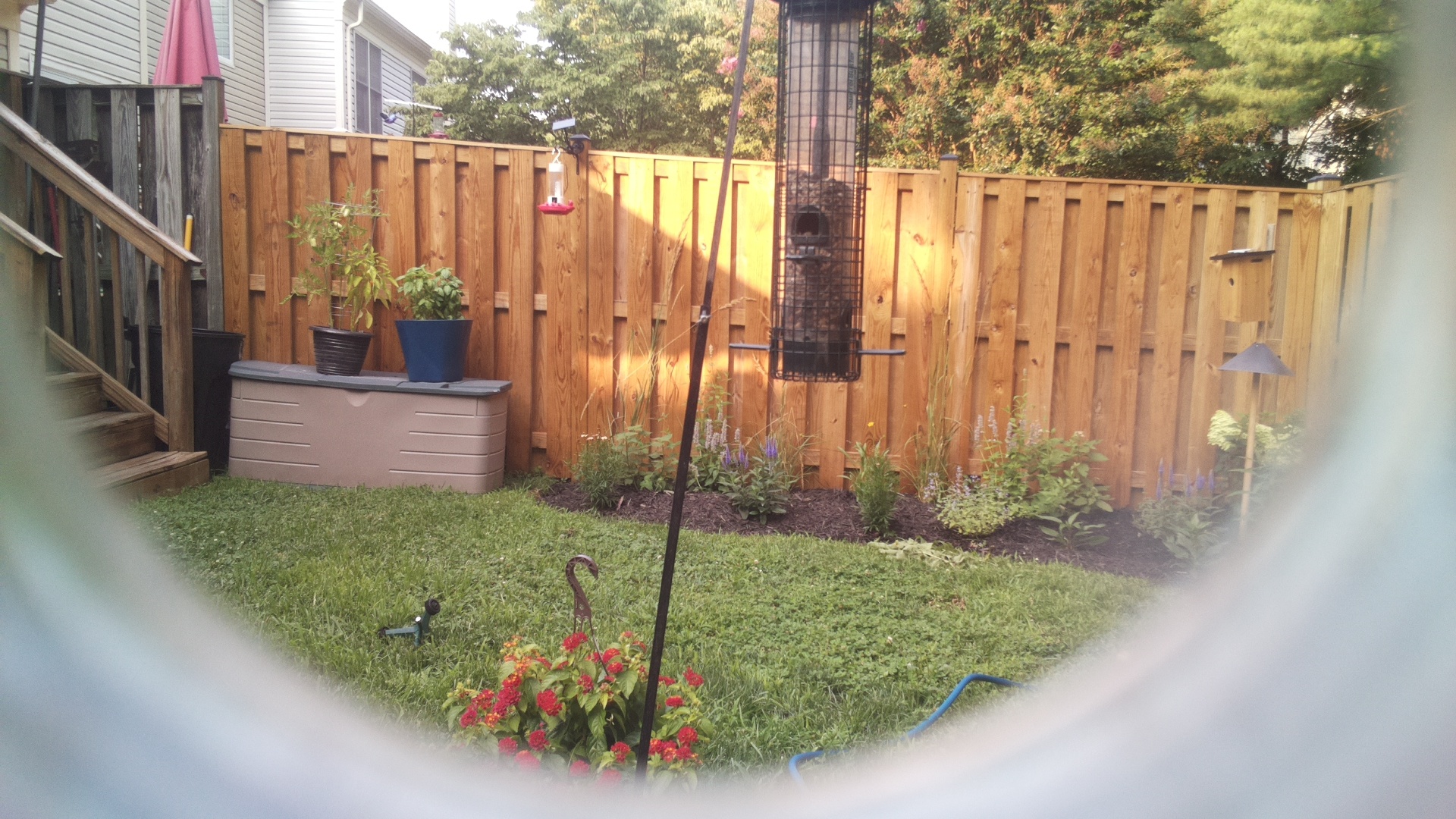 Likely Blackbird/Grackle