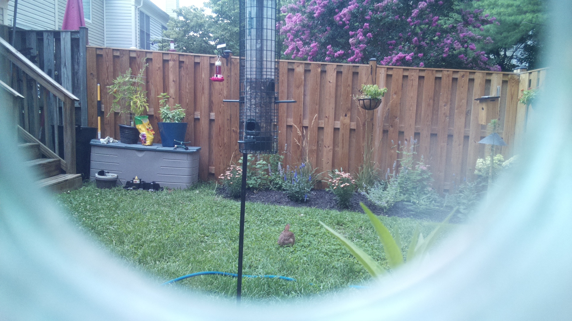 Likely Blackbird/Grackle