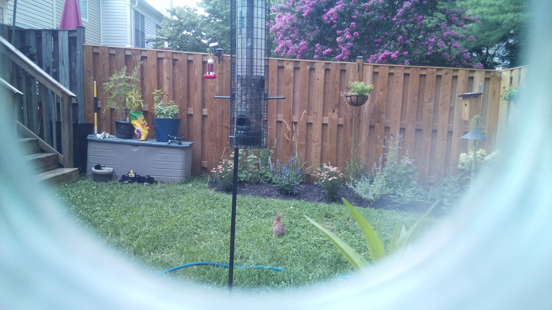 Likely Blackbird/Grackle