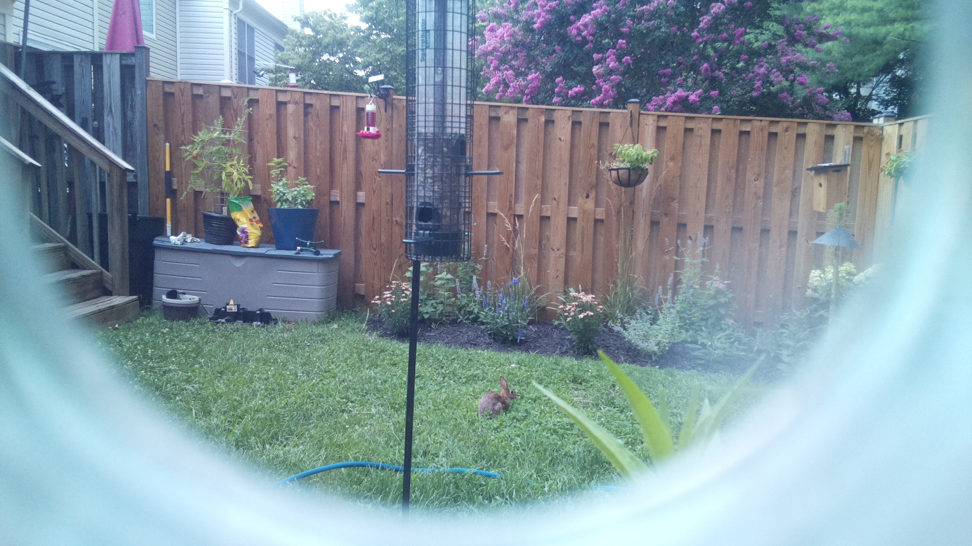 Unknown Bird