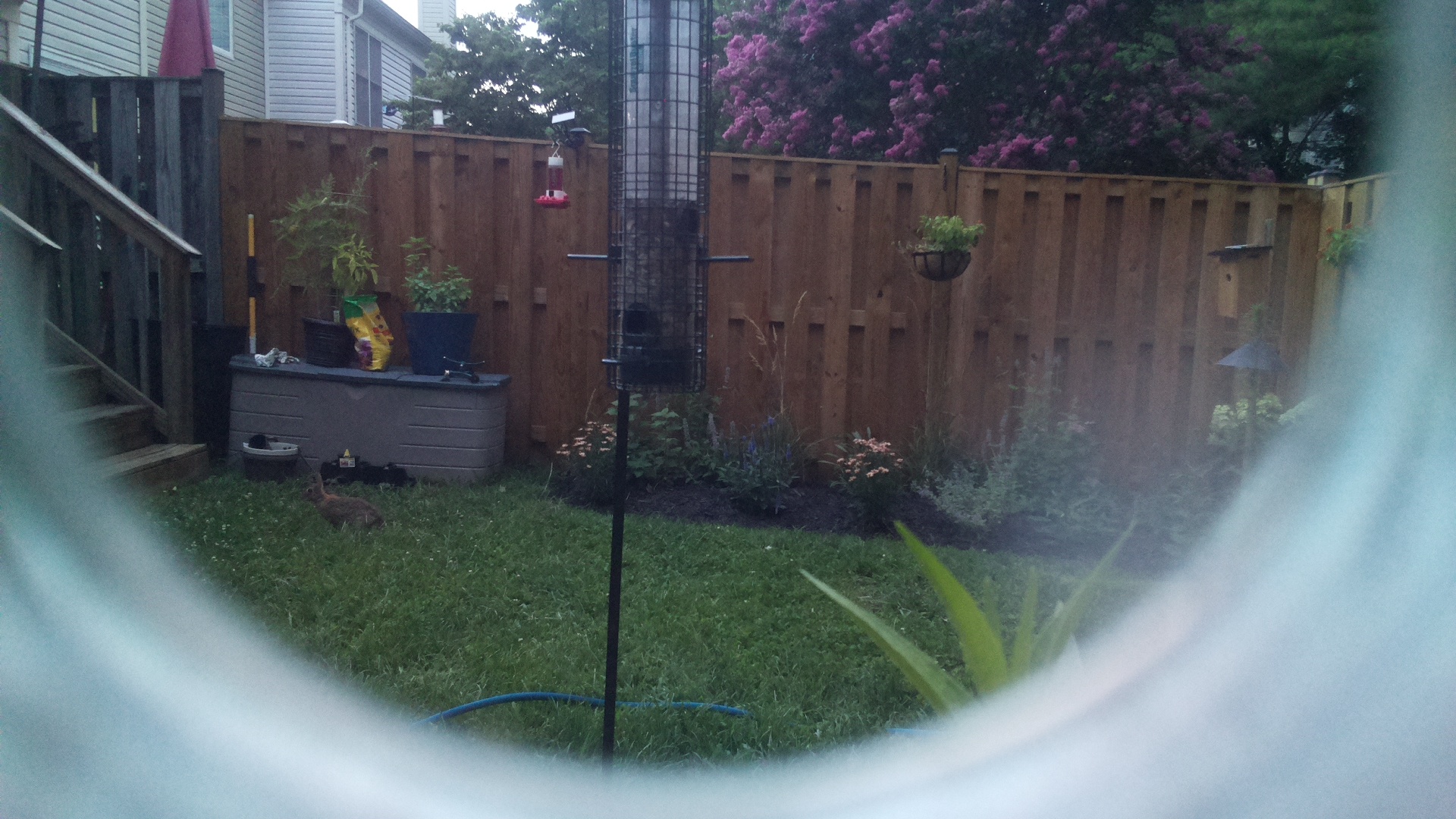 Mourning Dove