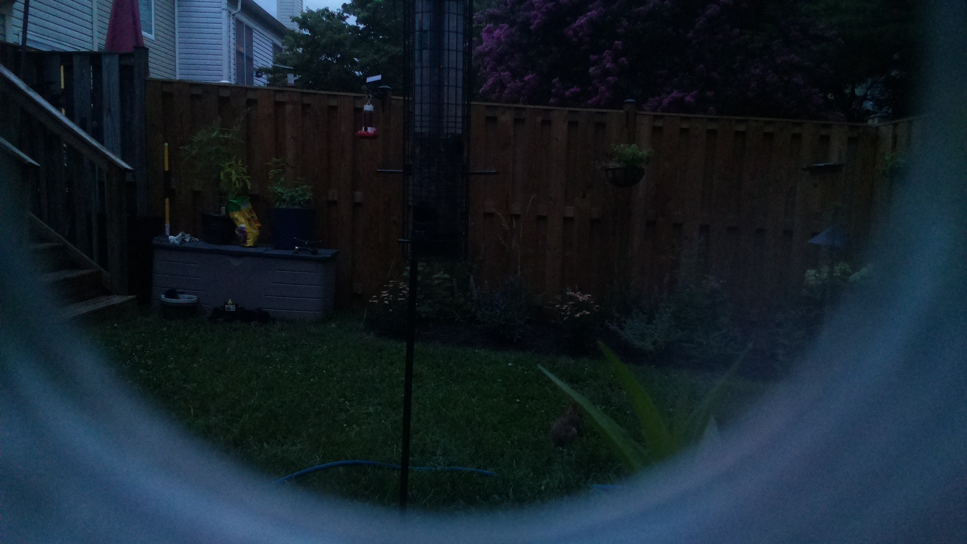 Unknown Bird