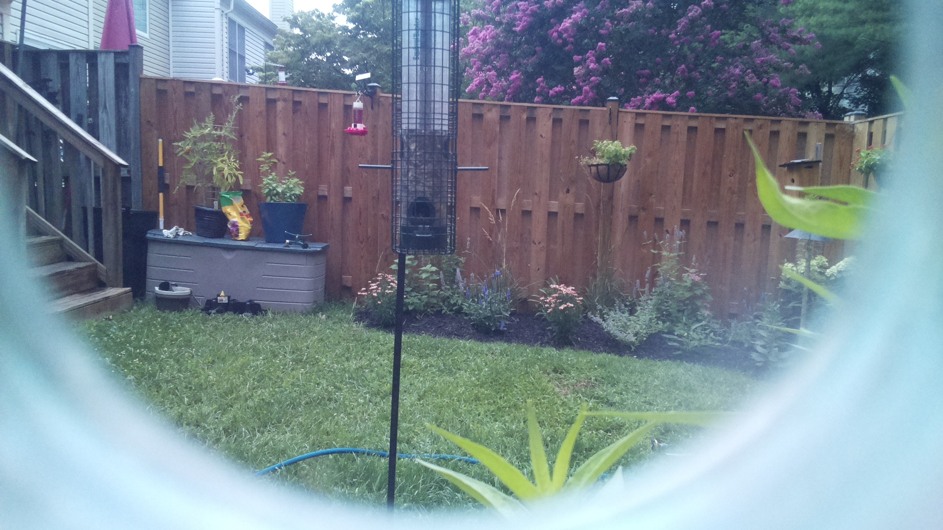 Likely Finch
