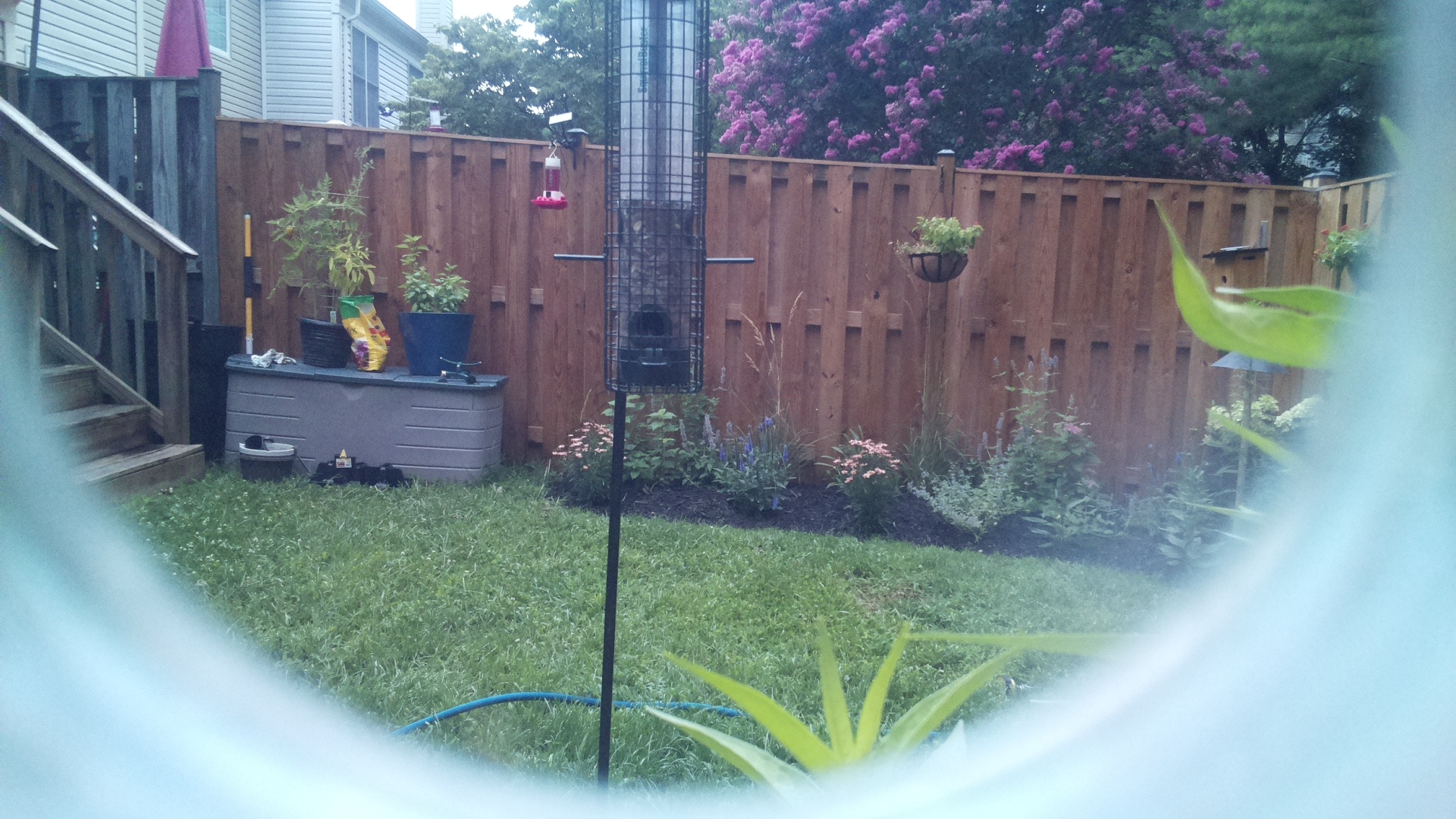 Likely Finch