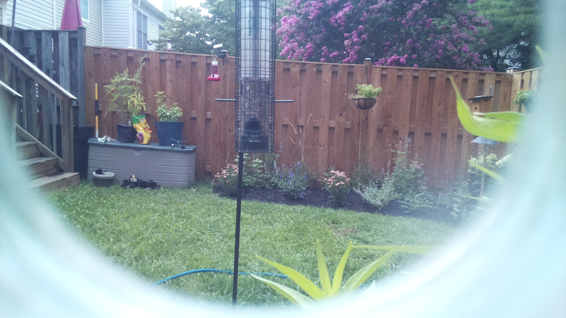 American Goldfinch