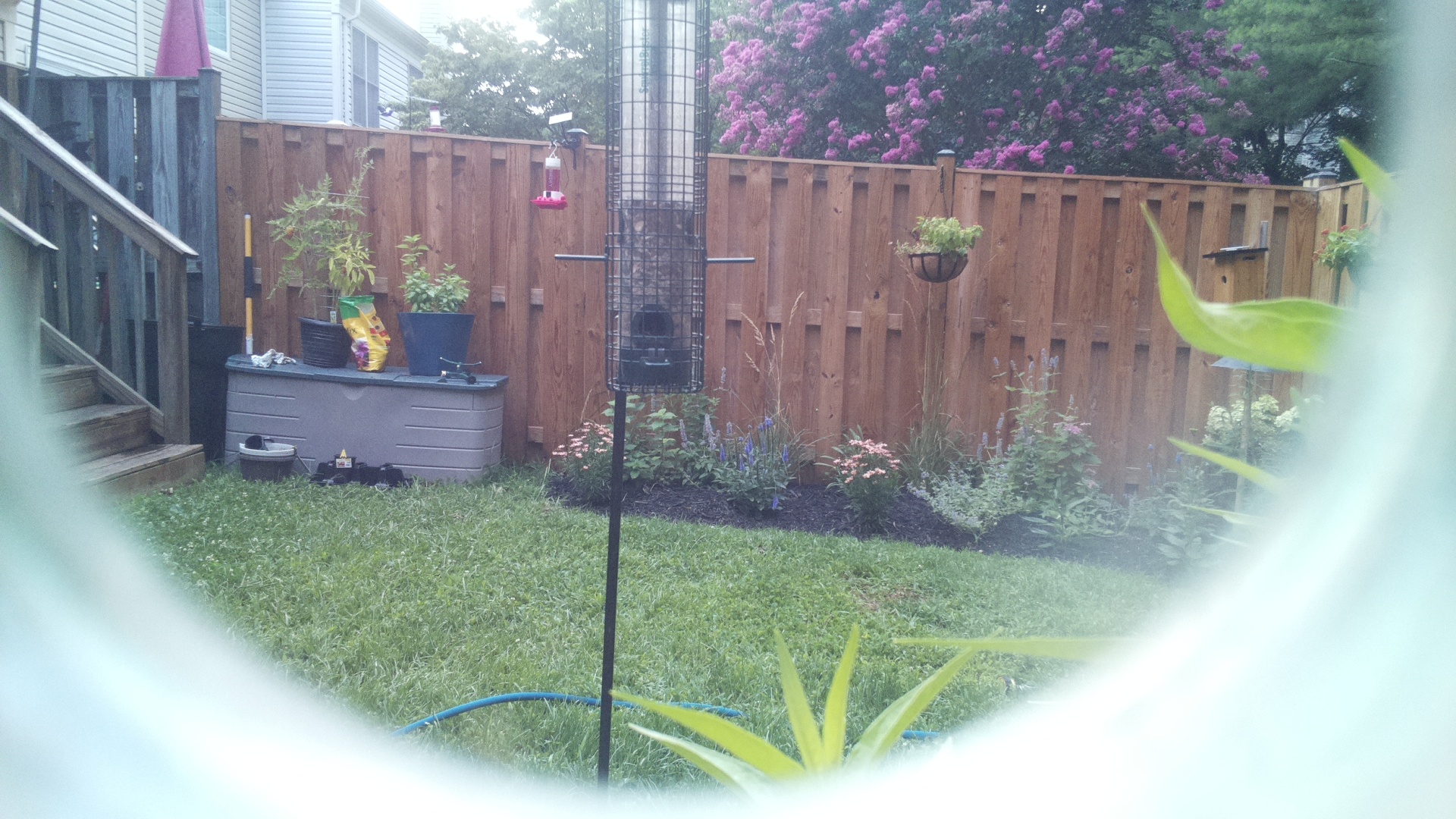 Unknown Bird