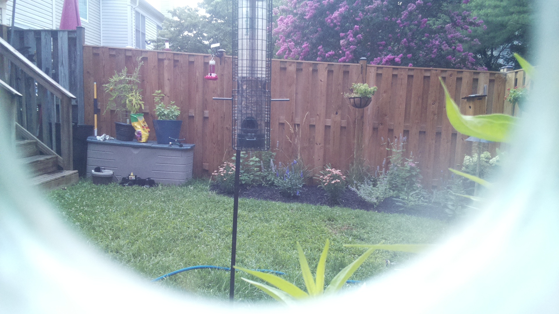 Likely Finch