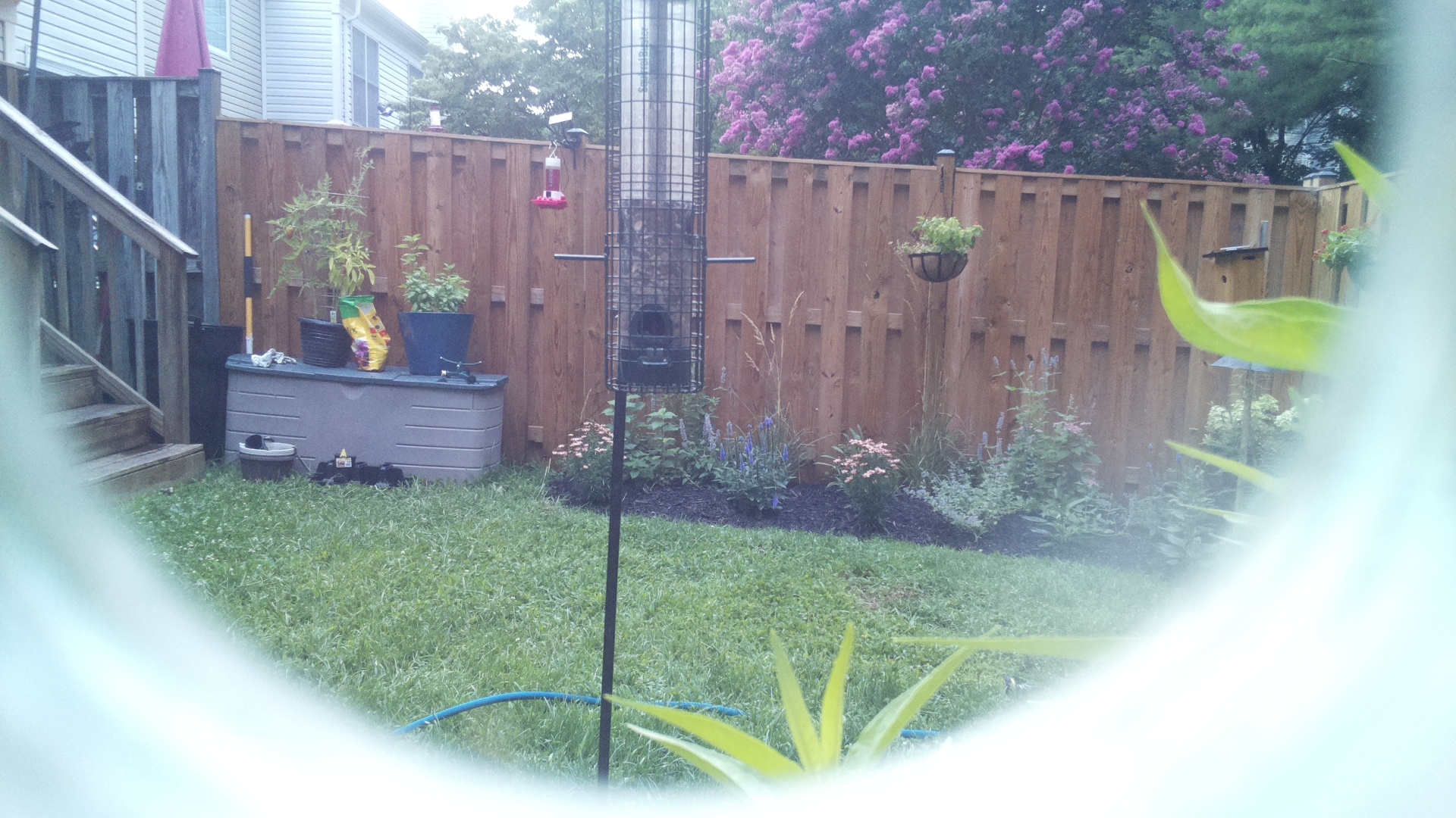 Unknown Bird
