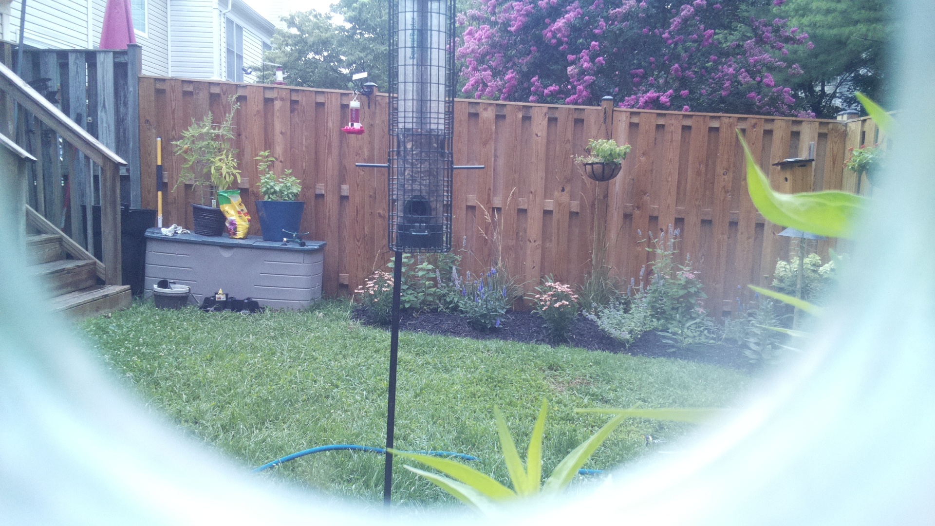 Likely Finch