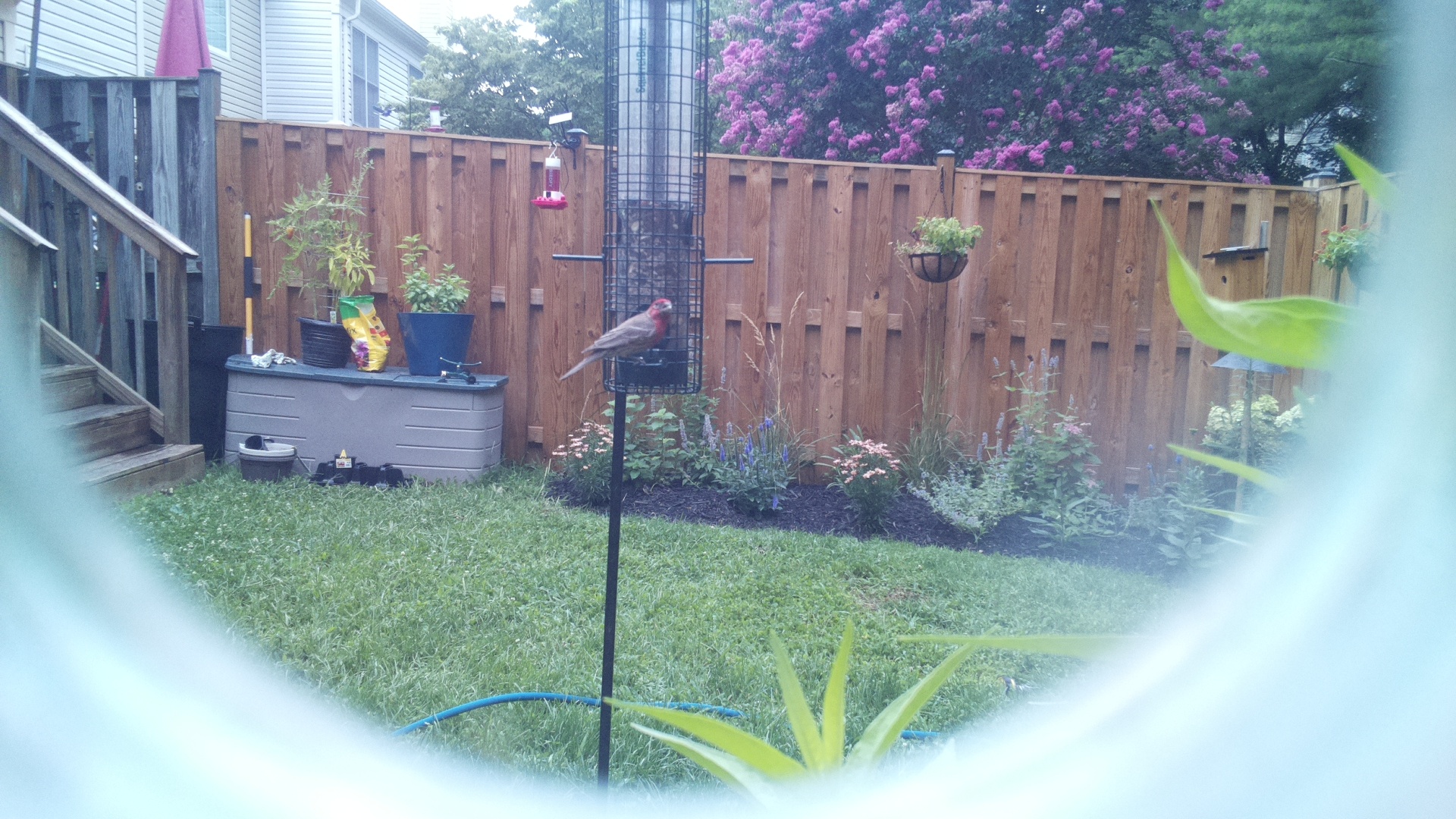 Purple Finch