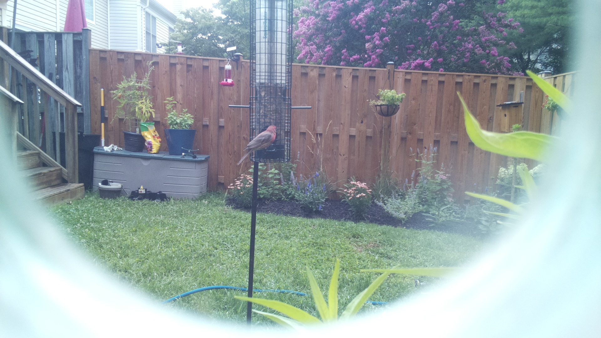 Likely Finch