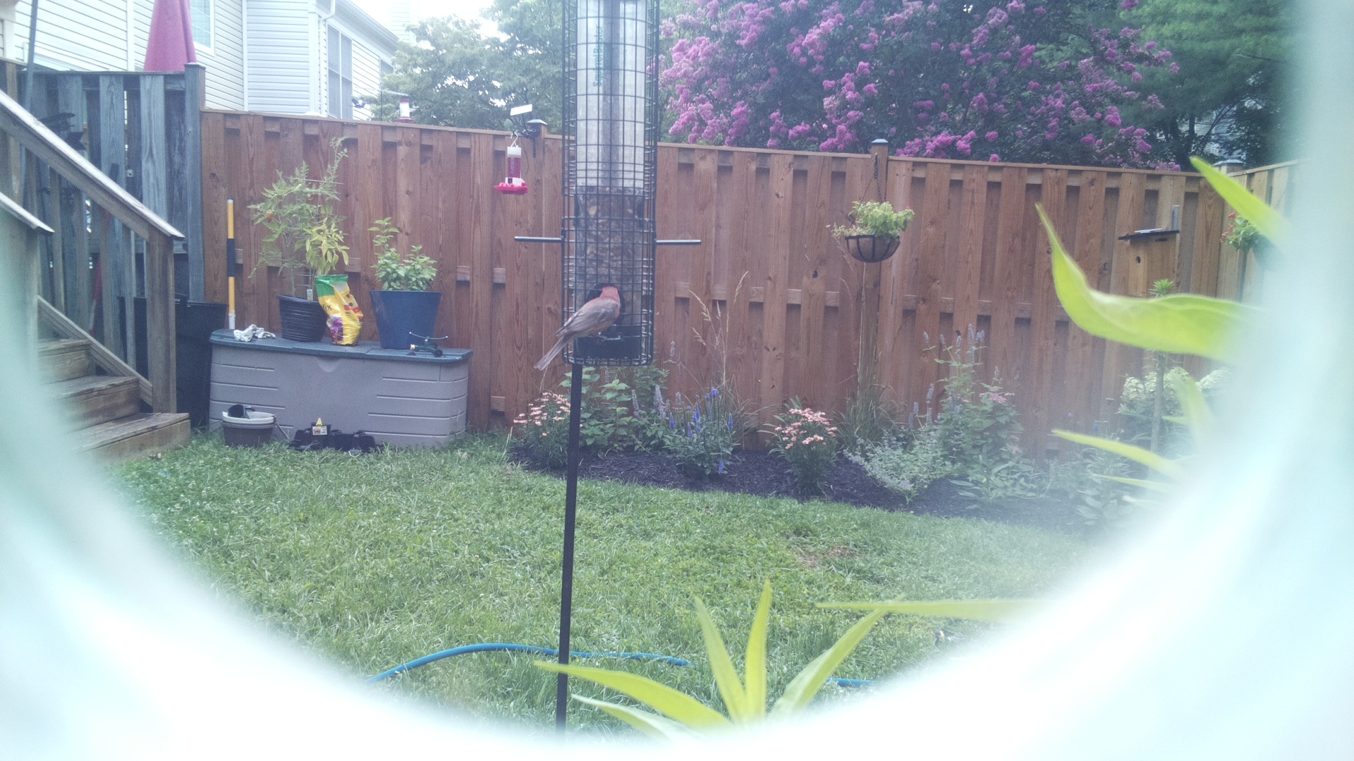 Likely Finch