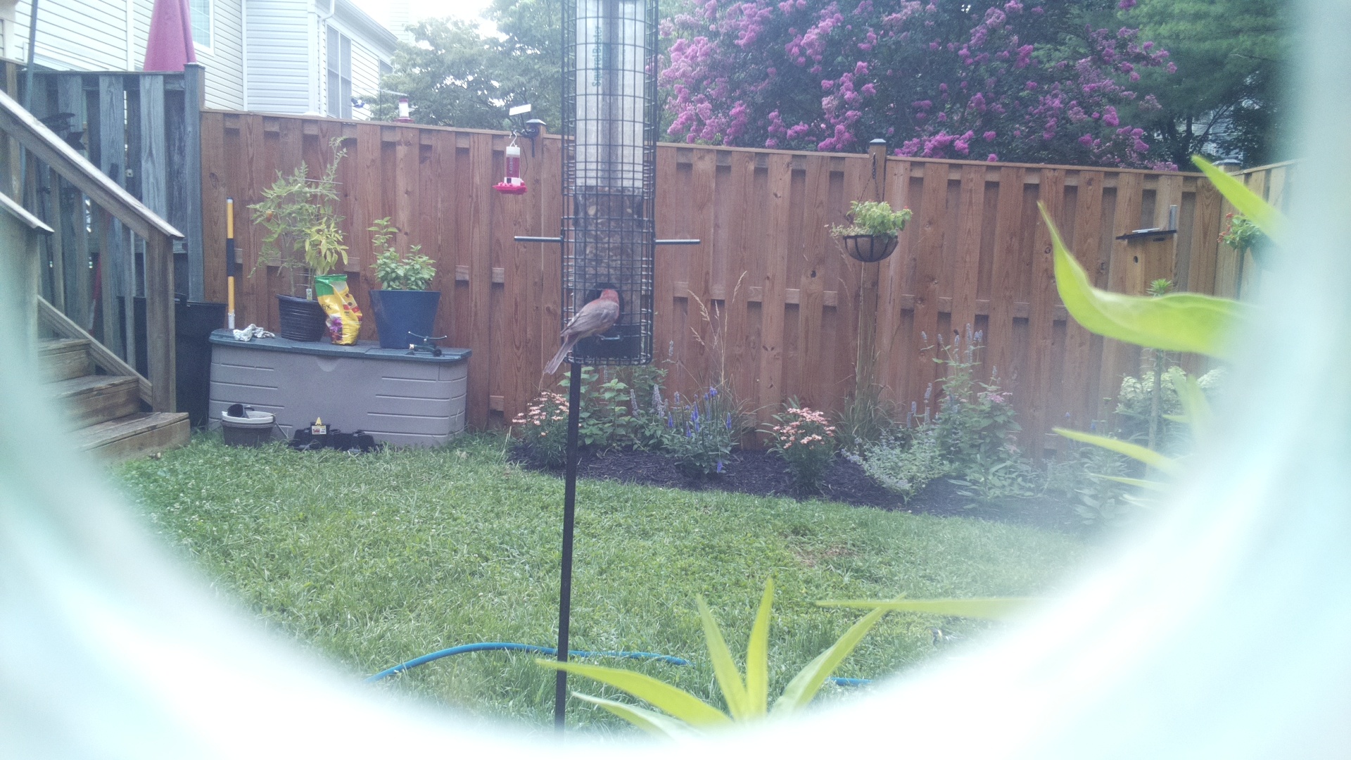 Likely Finch