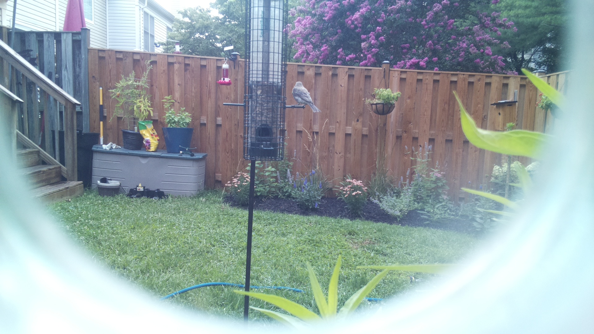 Likely Finch