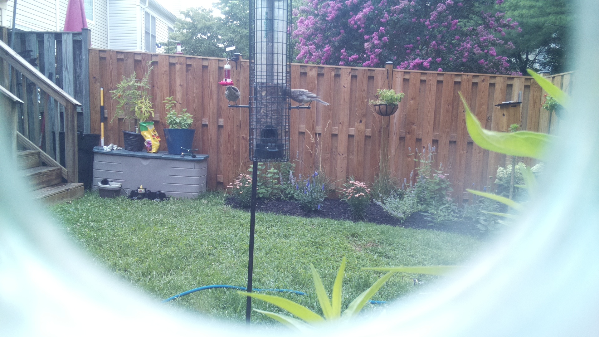 Unknown Bird