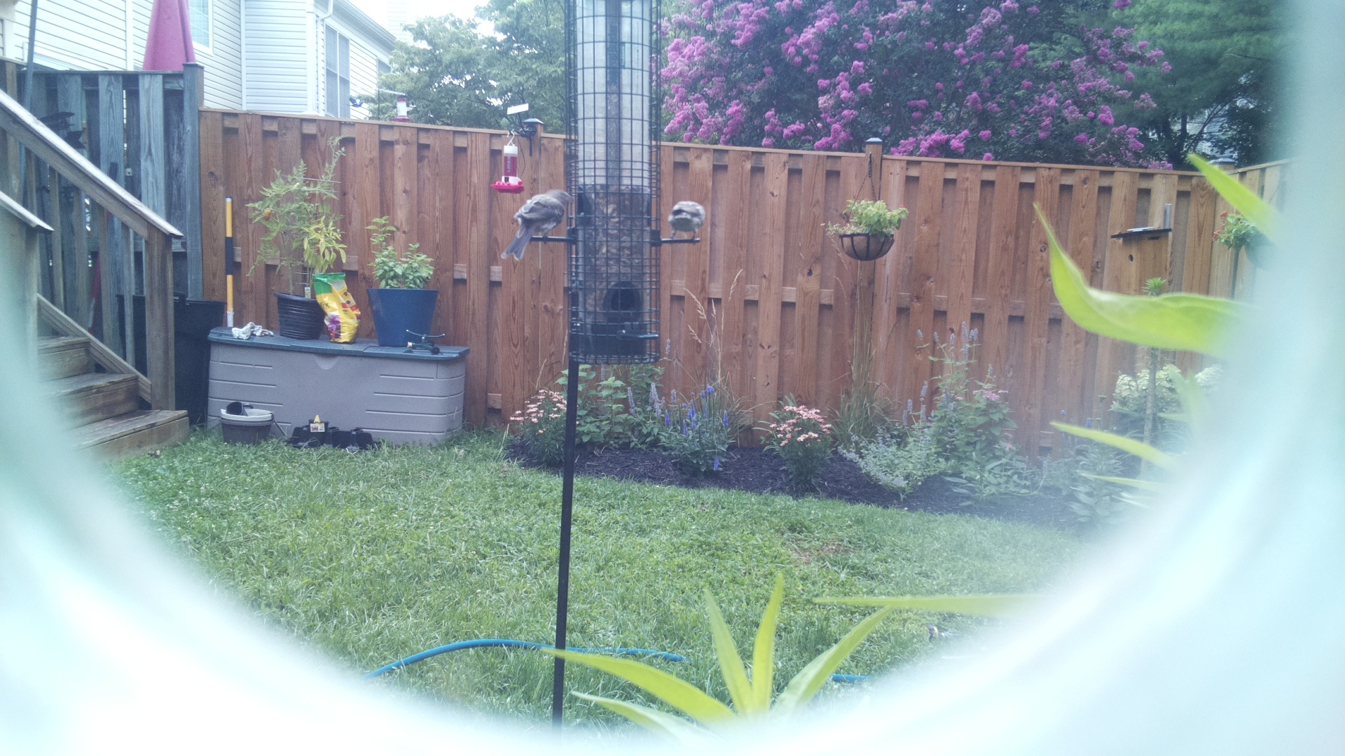 Tufted Titmouse