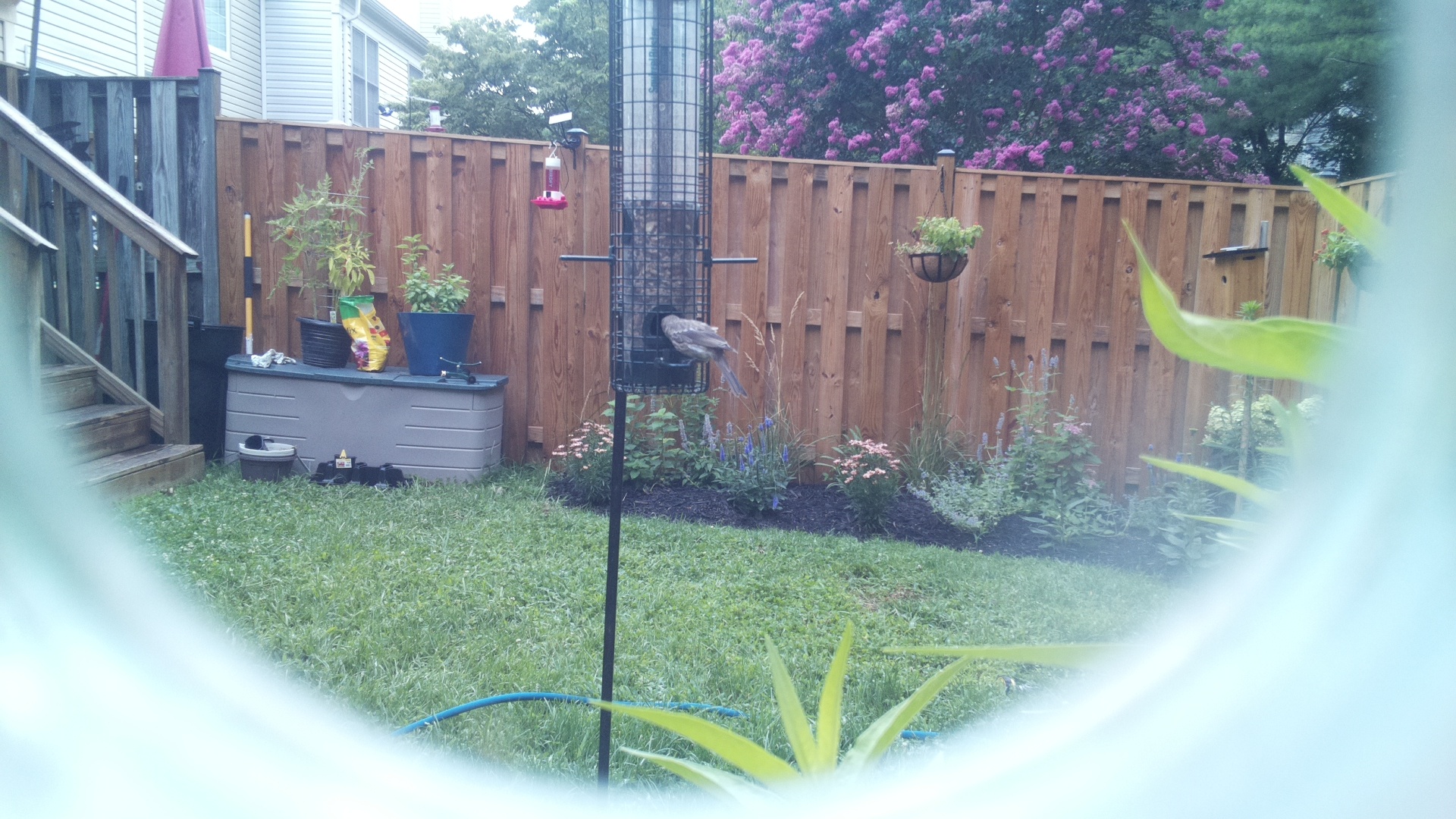 Likely Blackbird/Grackle