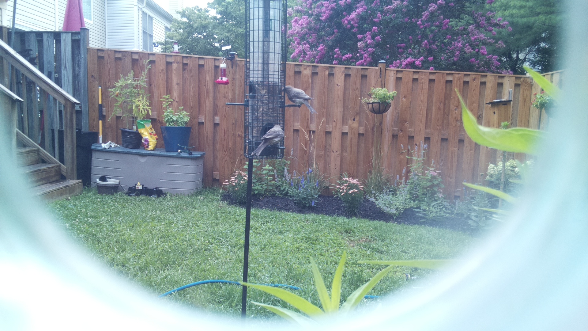 Likely Blackbird/Grackle