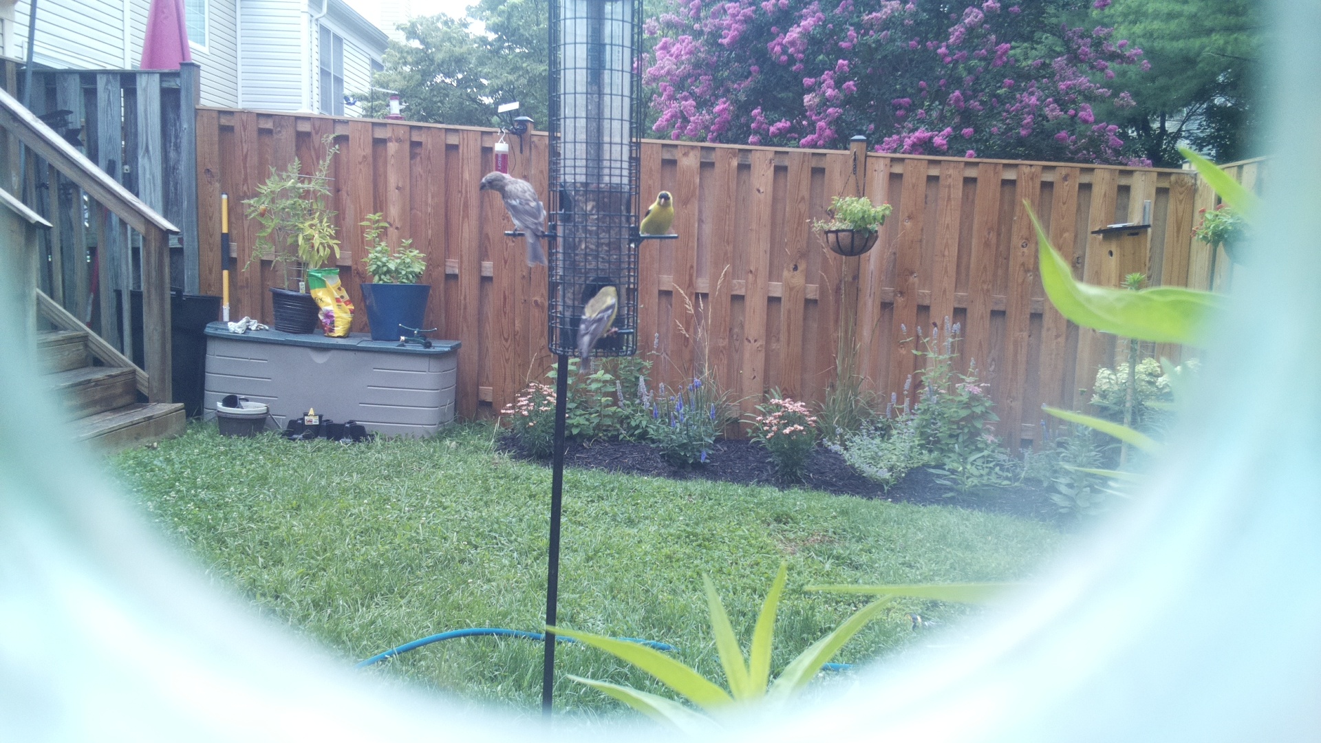 Likely Finch