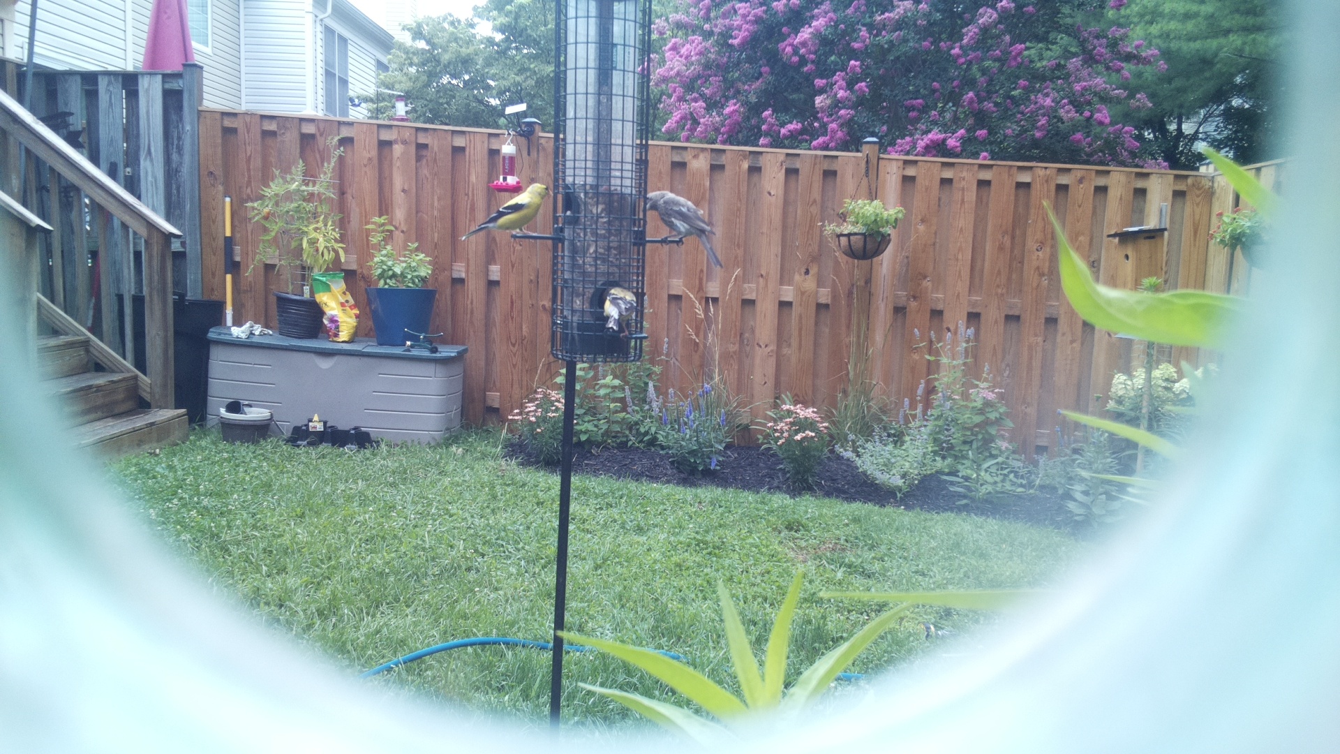 American Goldfinch