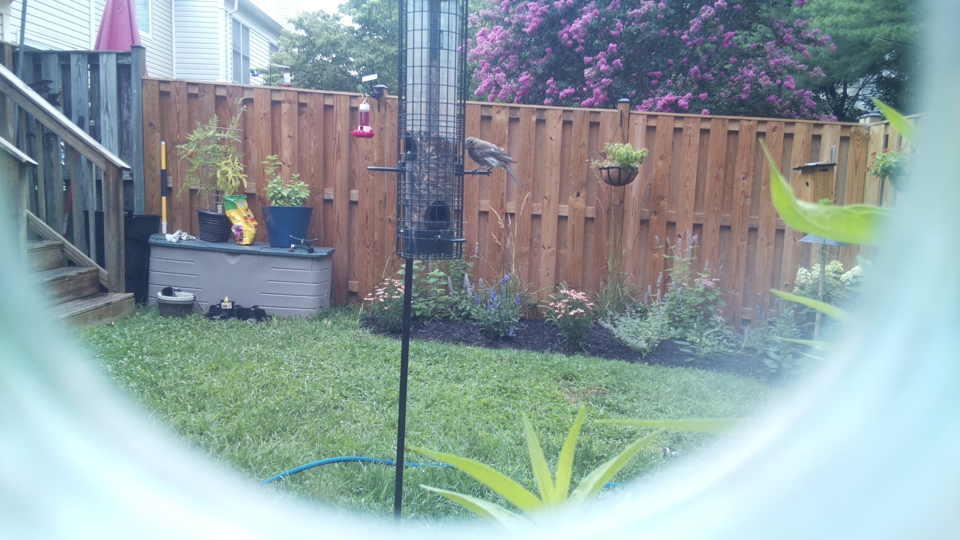 Likely Blackbird/Grackle