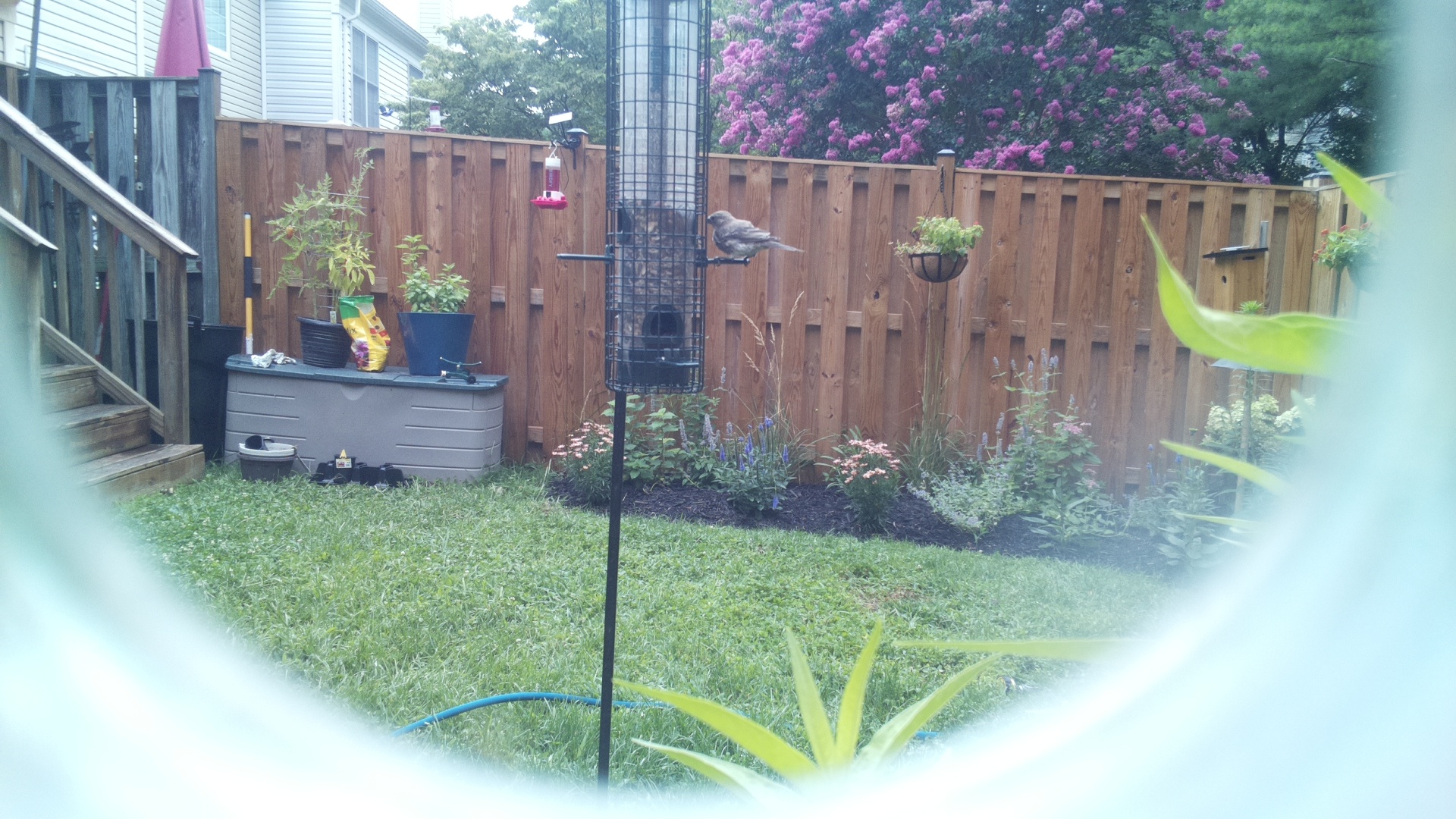 Likely Blackbird/Grackle