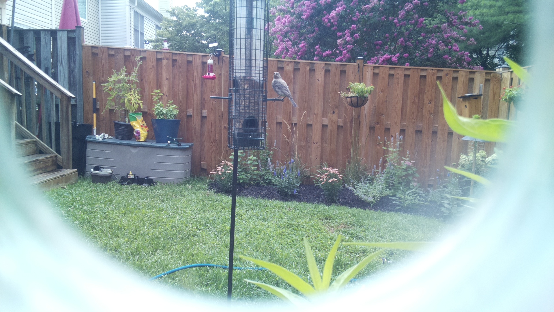 Likely Finch