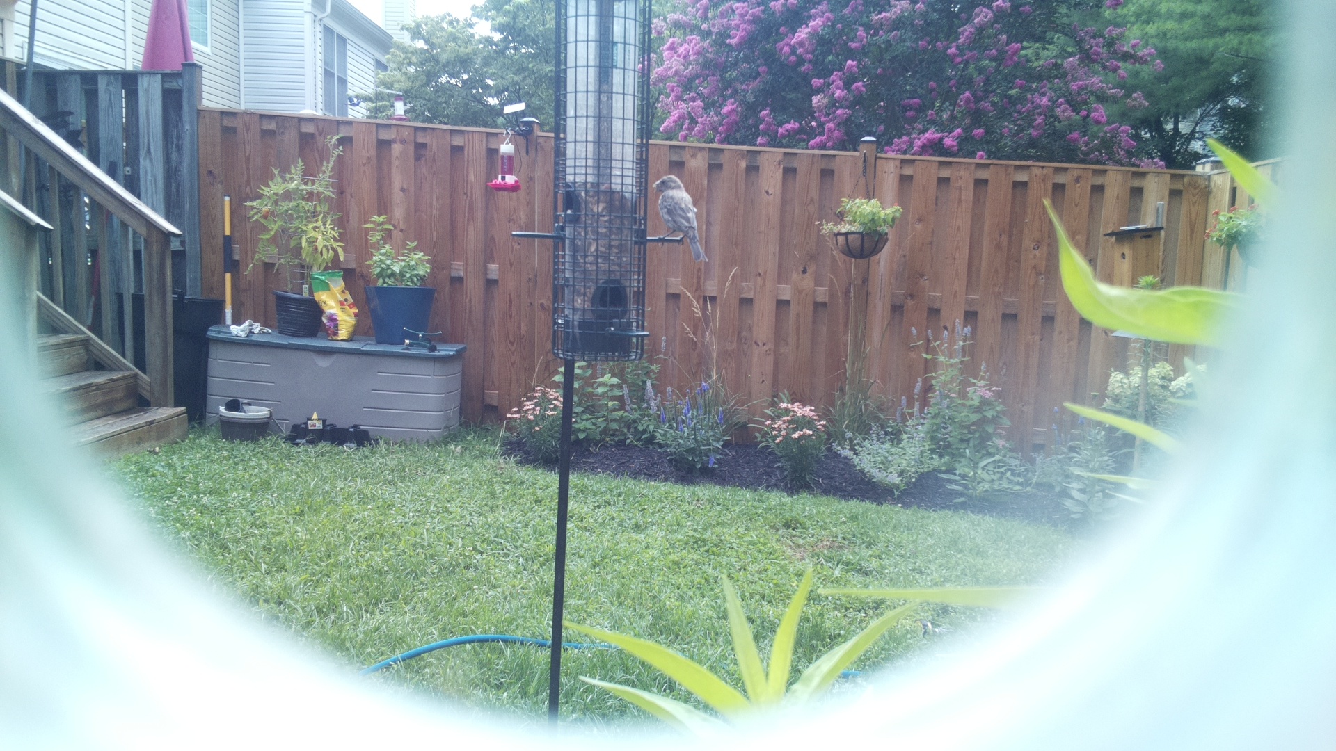 Likely Finch