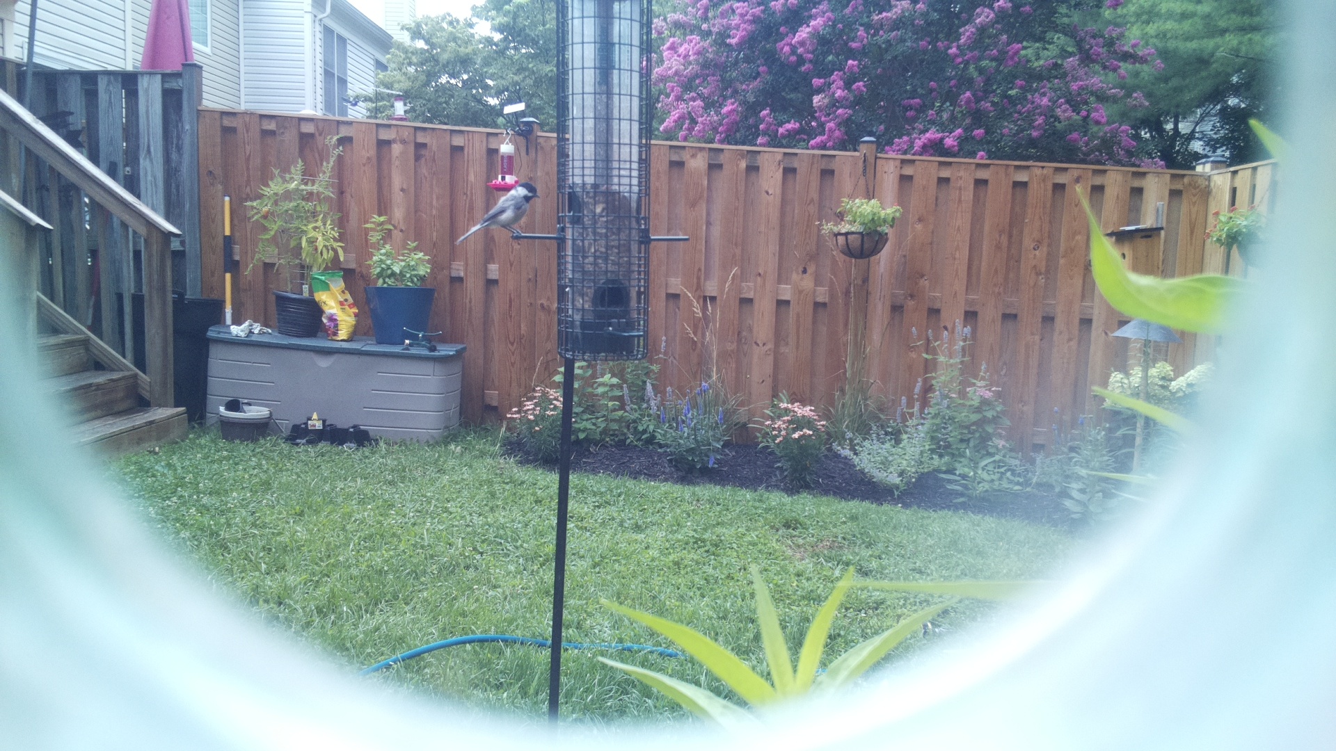 Likely Chickadee/Titmouse