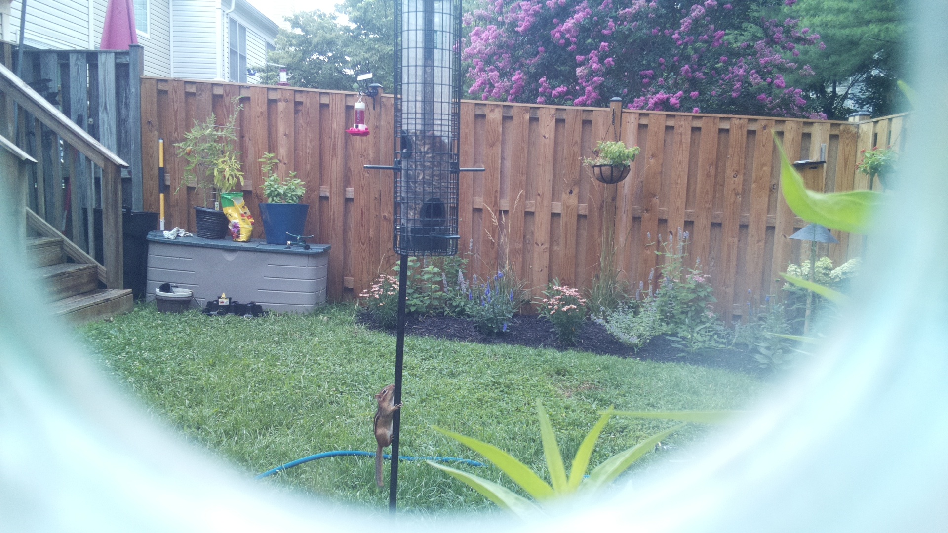 Unknown Bird