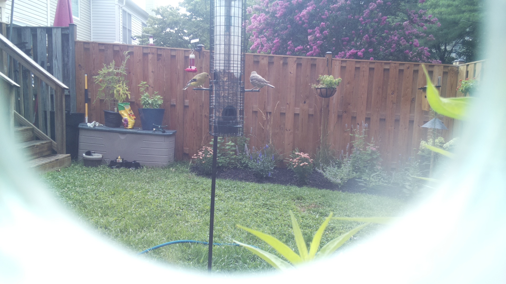 American Goldfinch