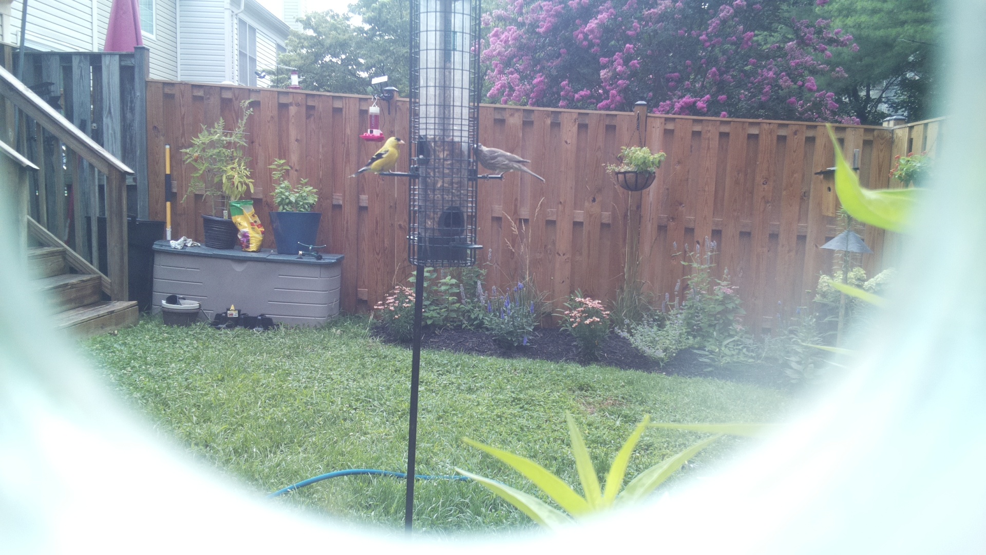 Tufted Titmouse