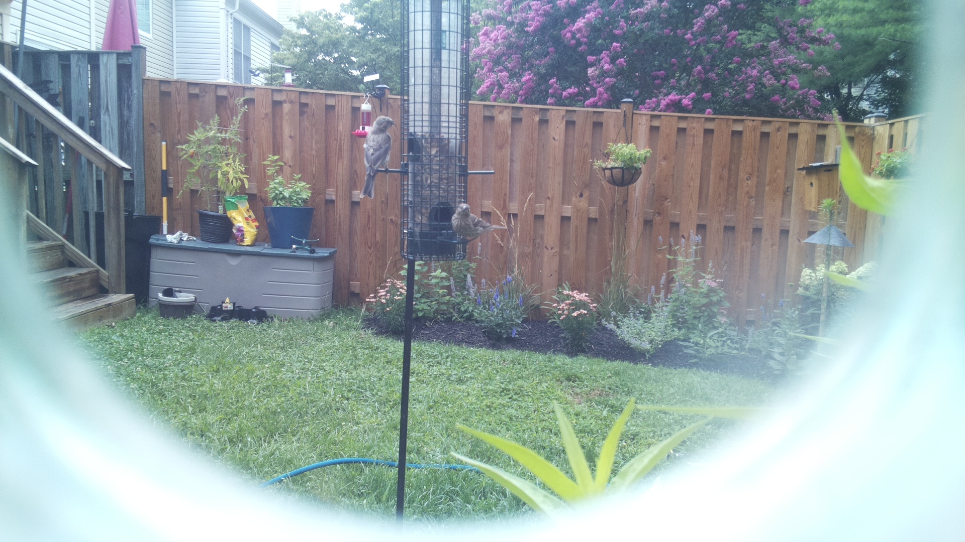 Likely Sparrow