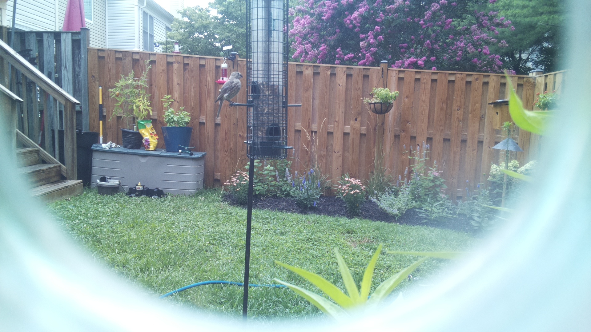 Likely Finch