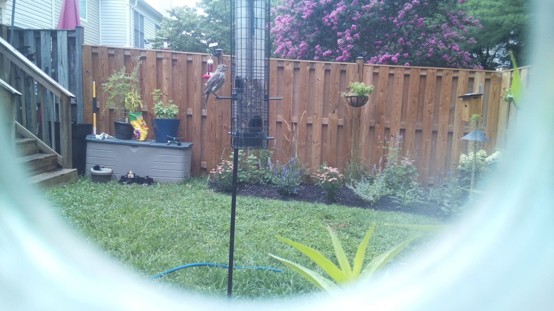 Likely Finch