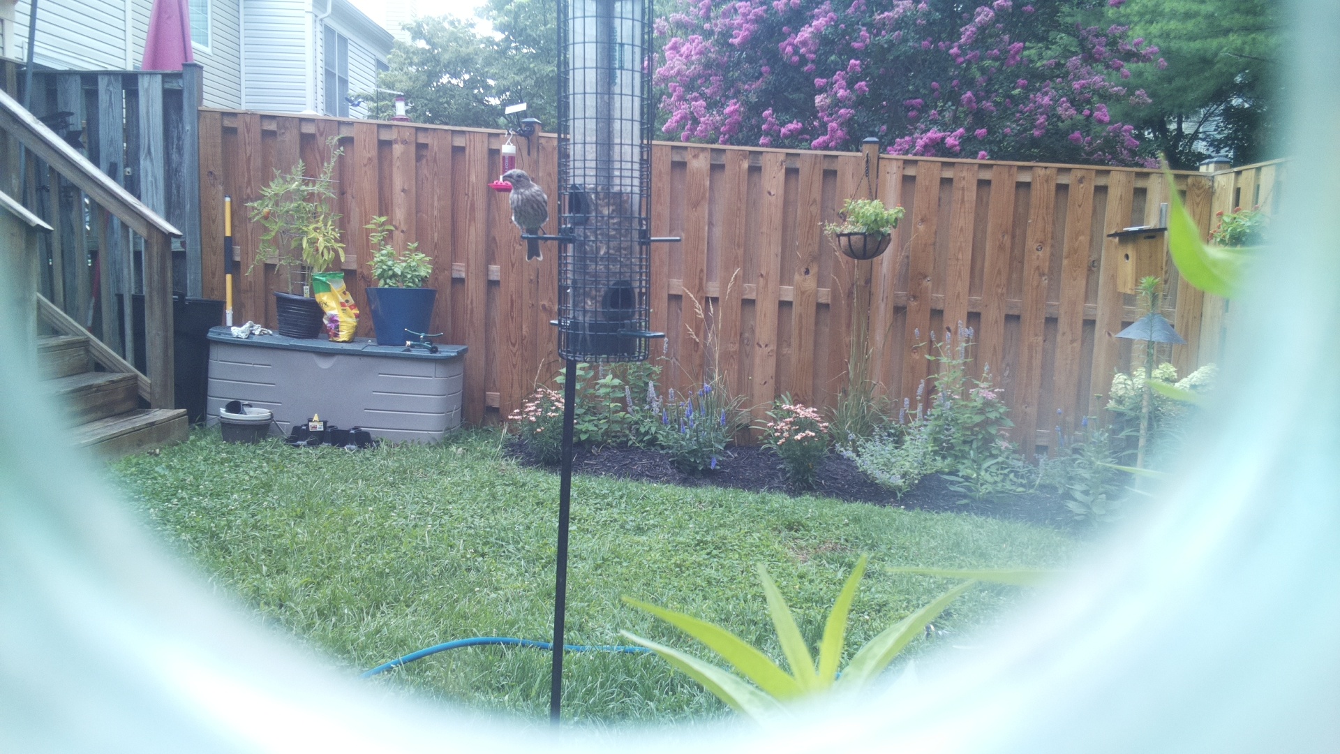 Likely Finch