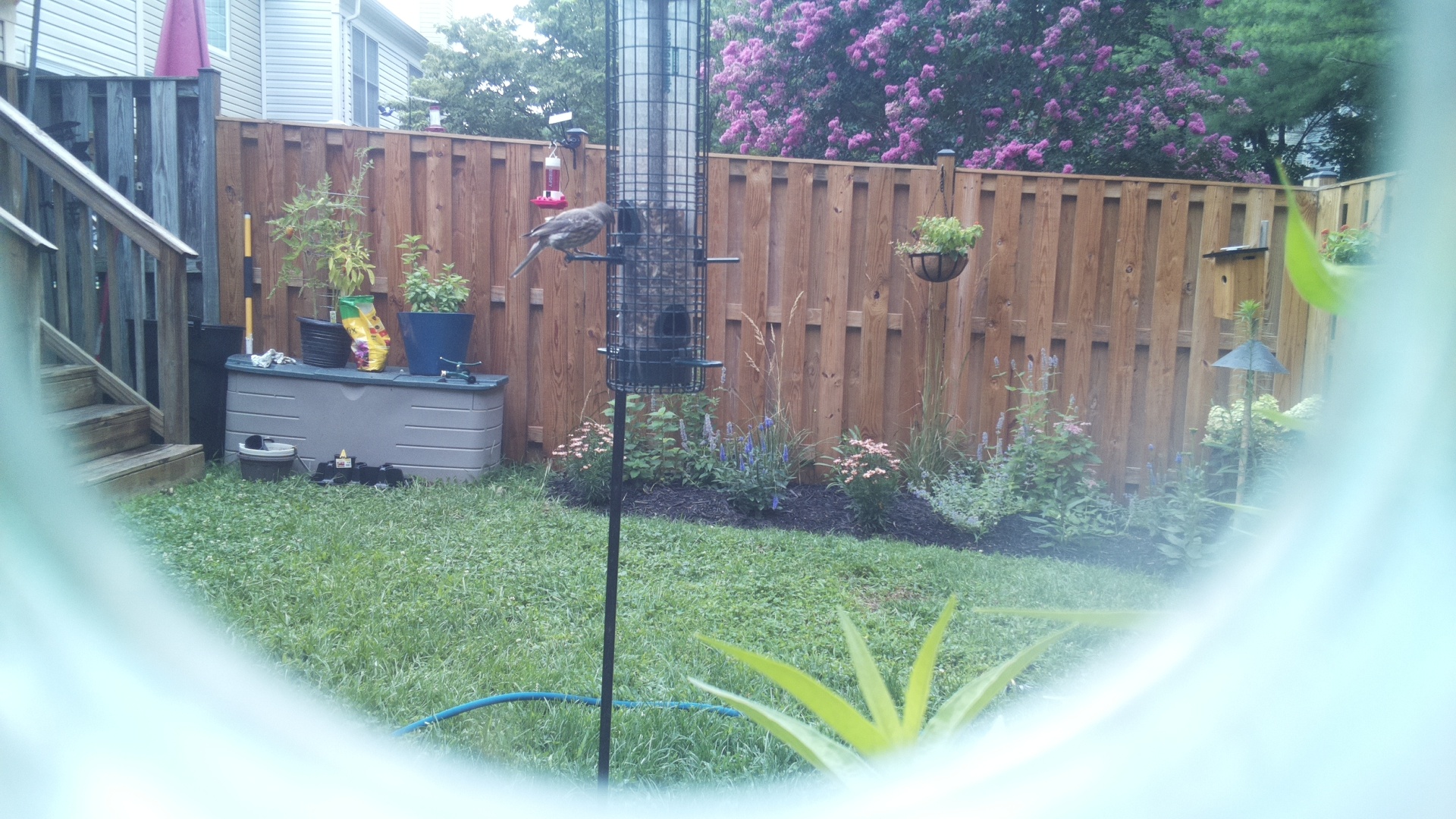 Likely Finch