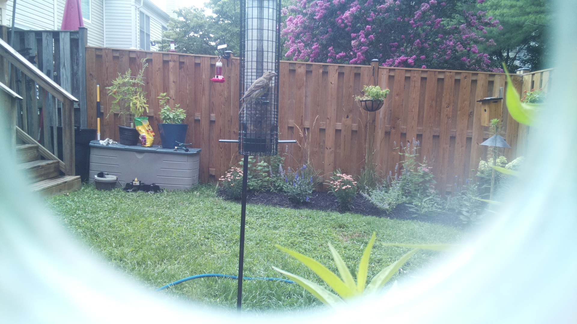 Purple Finch