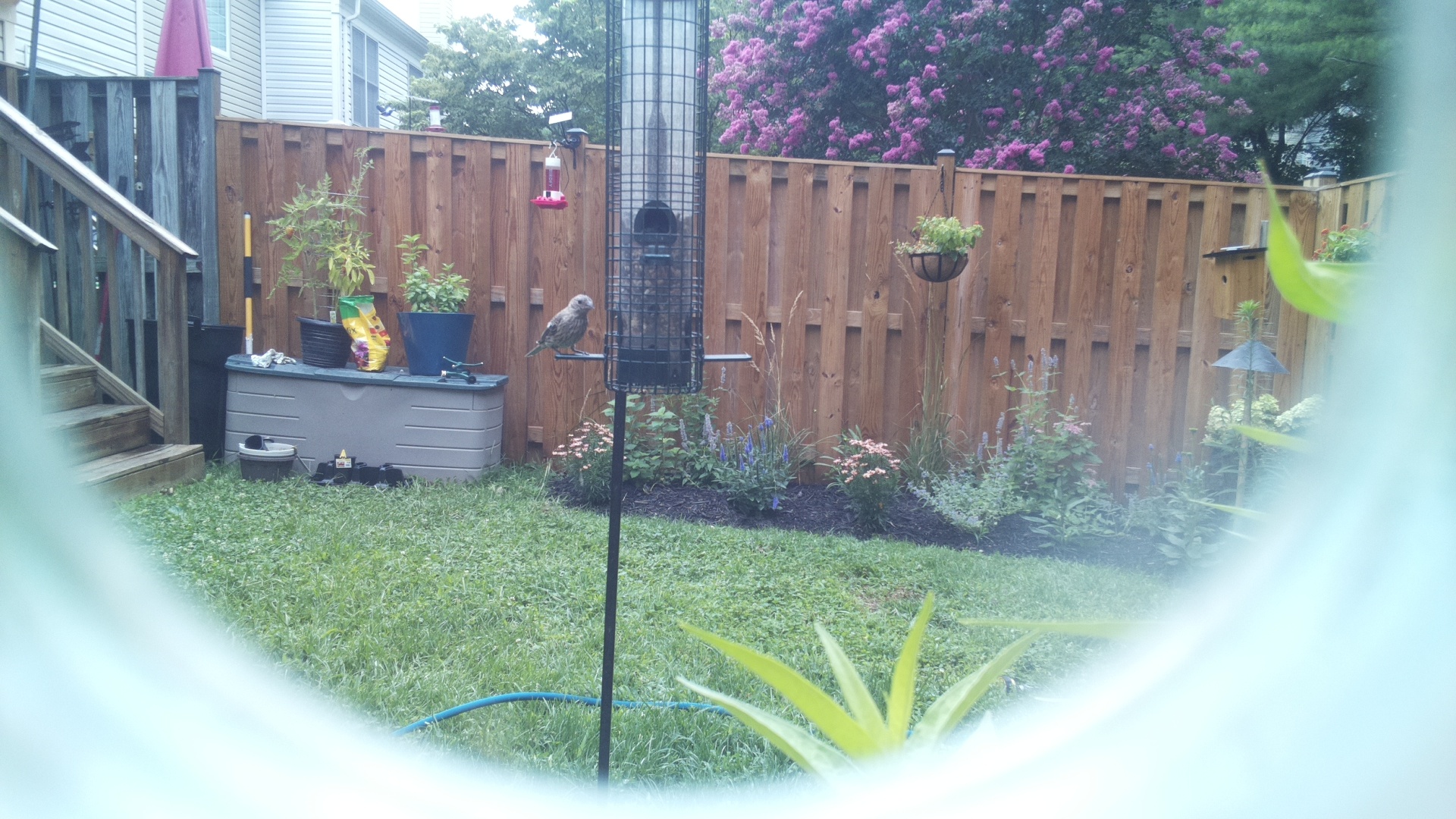 Likely Finch