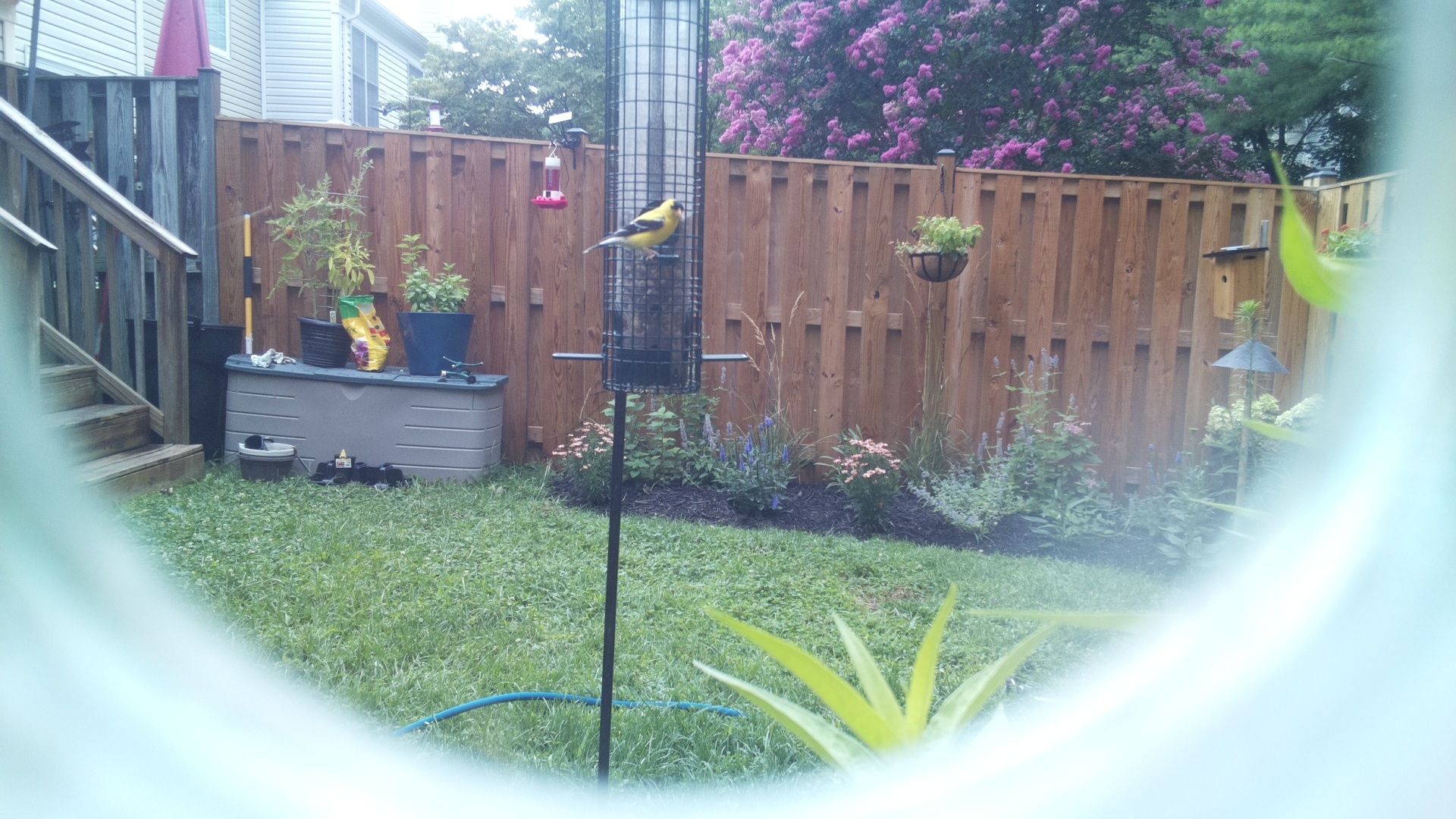 American Goldfinch