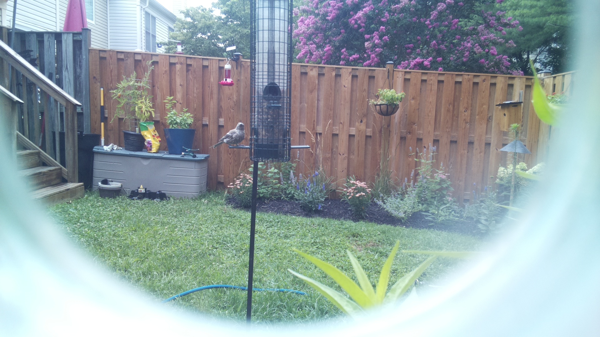 Purple Finch