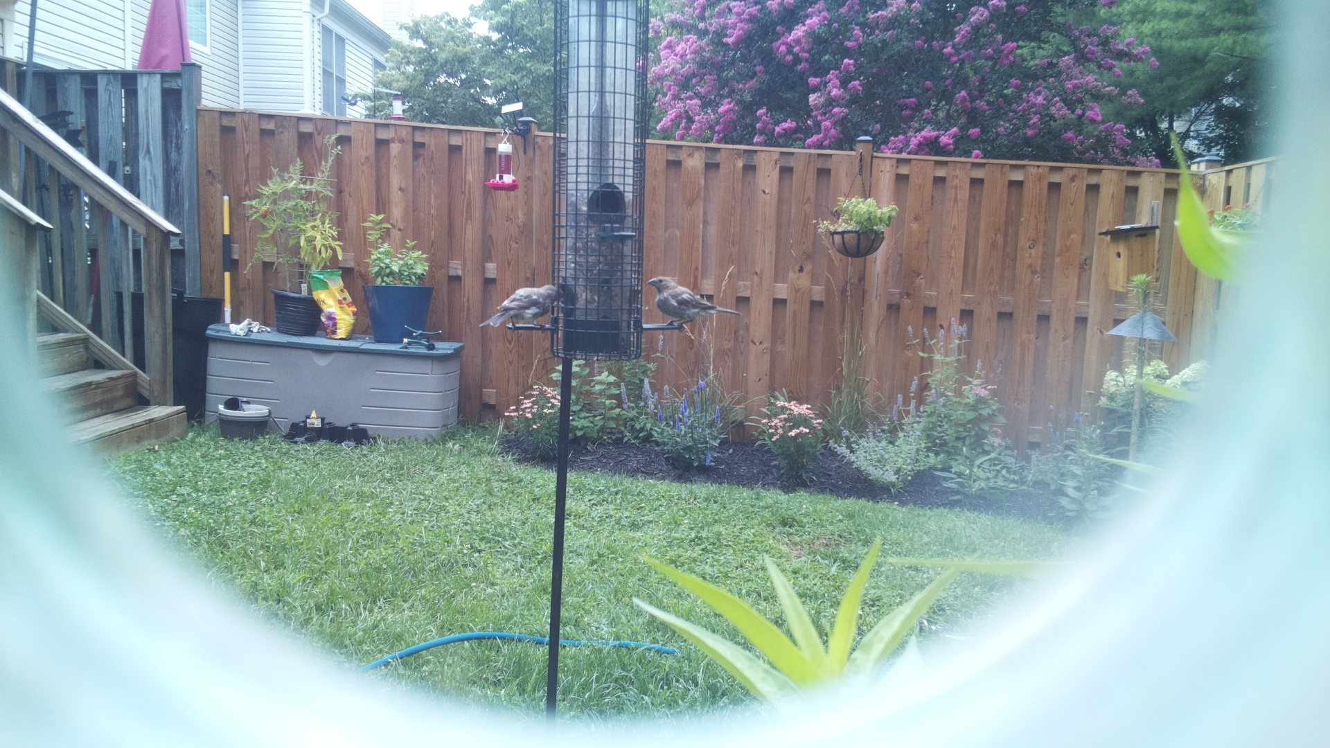 Brown-headed Cowbird
