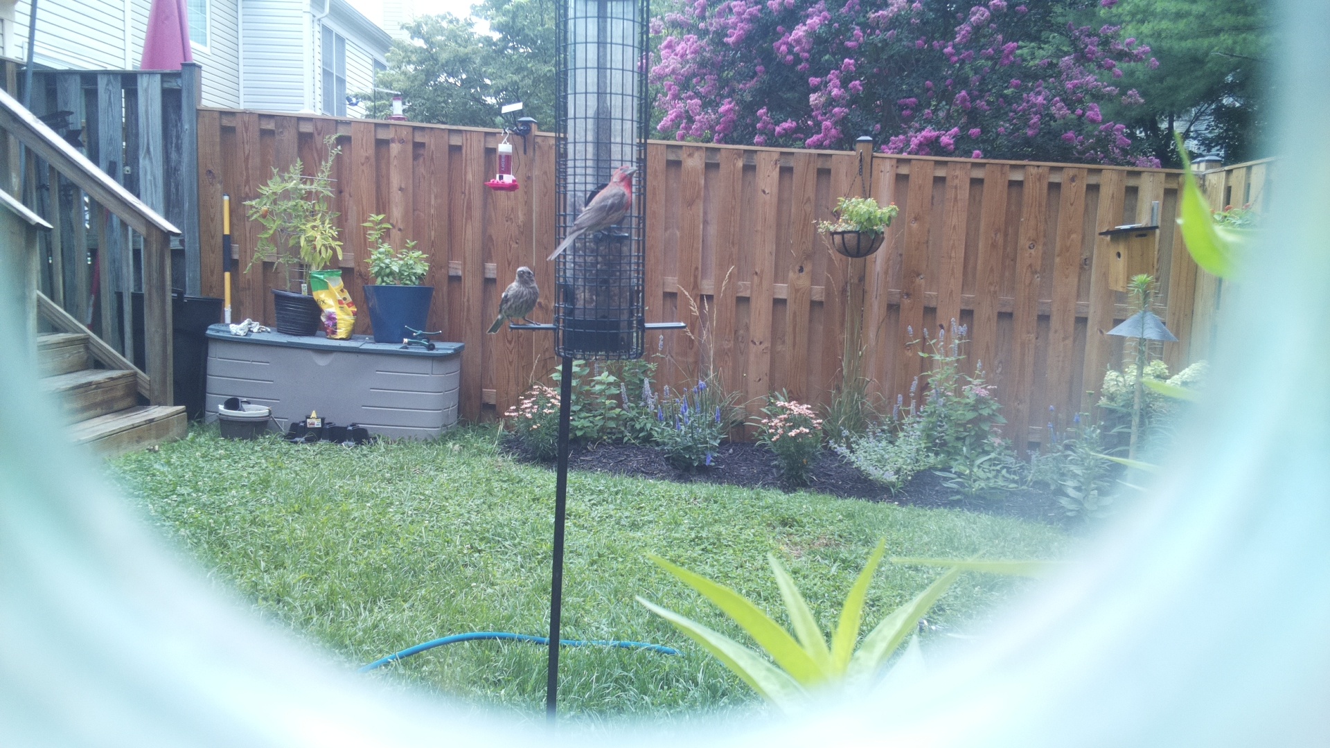 Likely Finch
