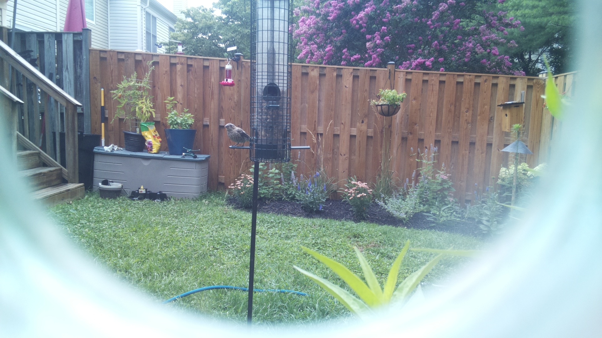 Unknown Bird