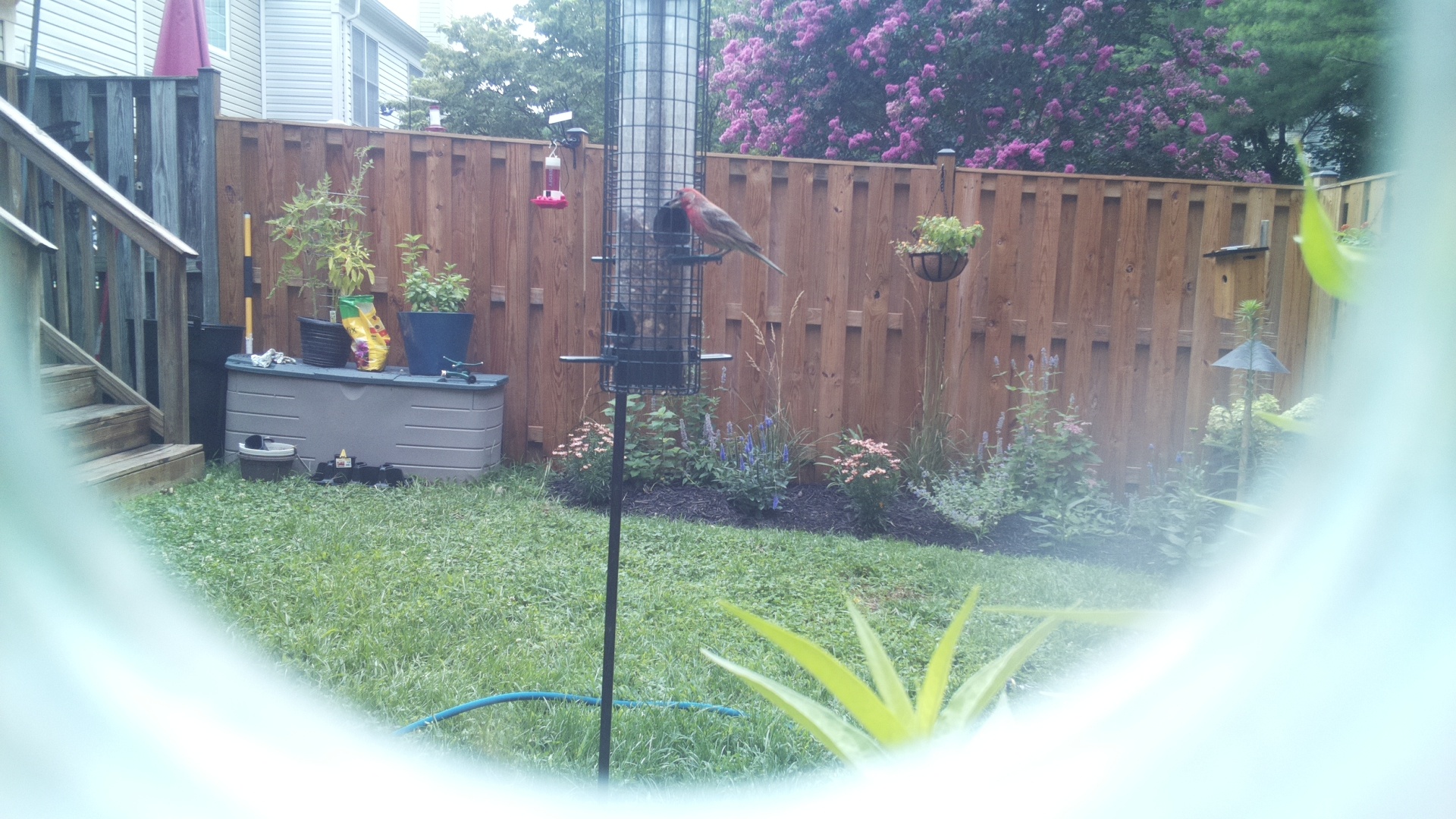 Likely Finch