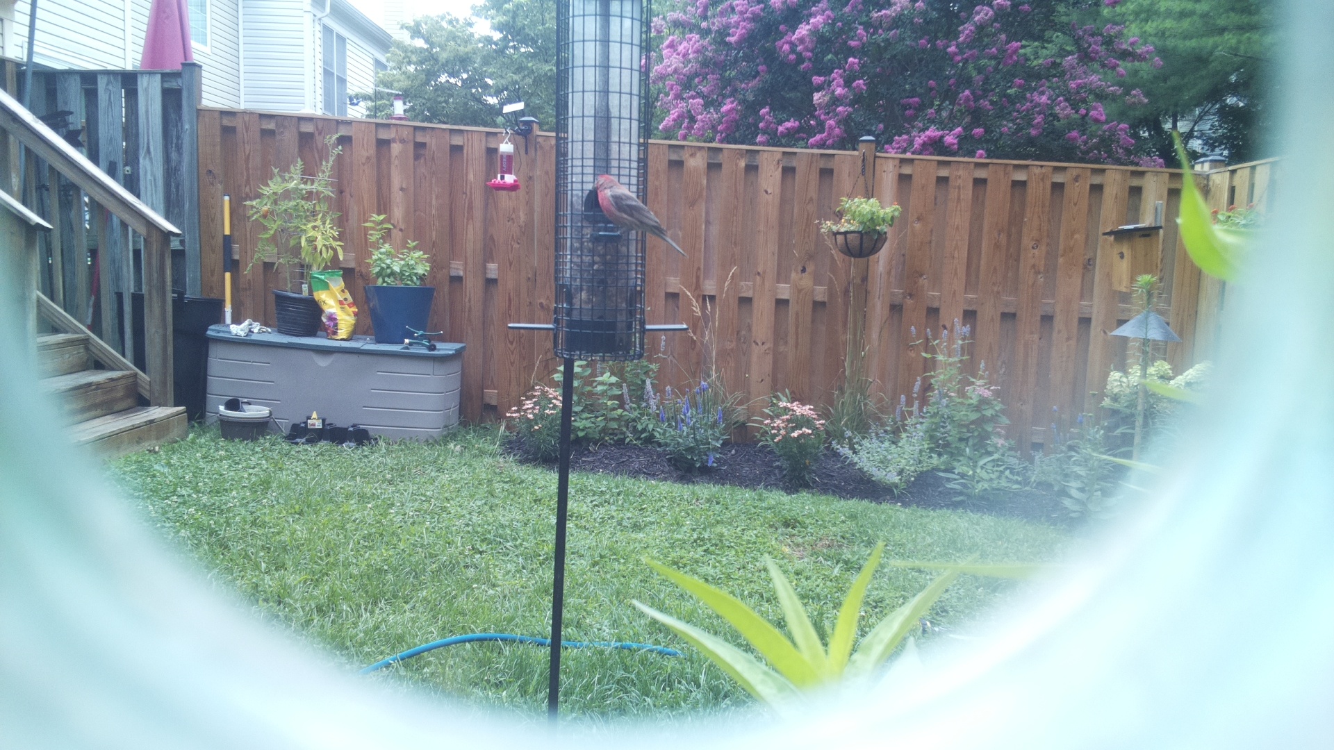 Purple Finch